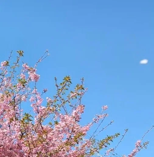 命散りても 命は芽吹く (2026年・啓蟄)|コーノヒロ(河野博文)