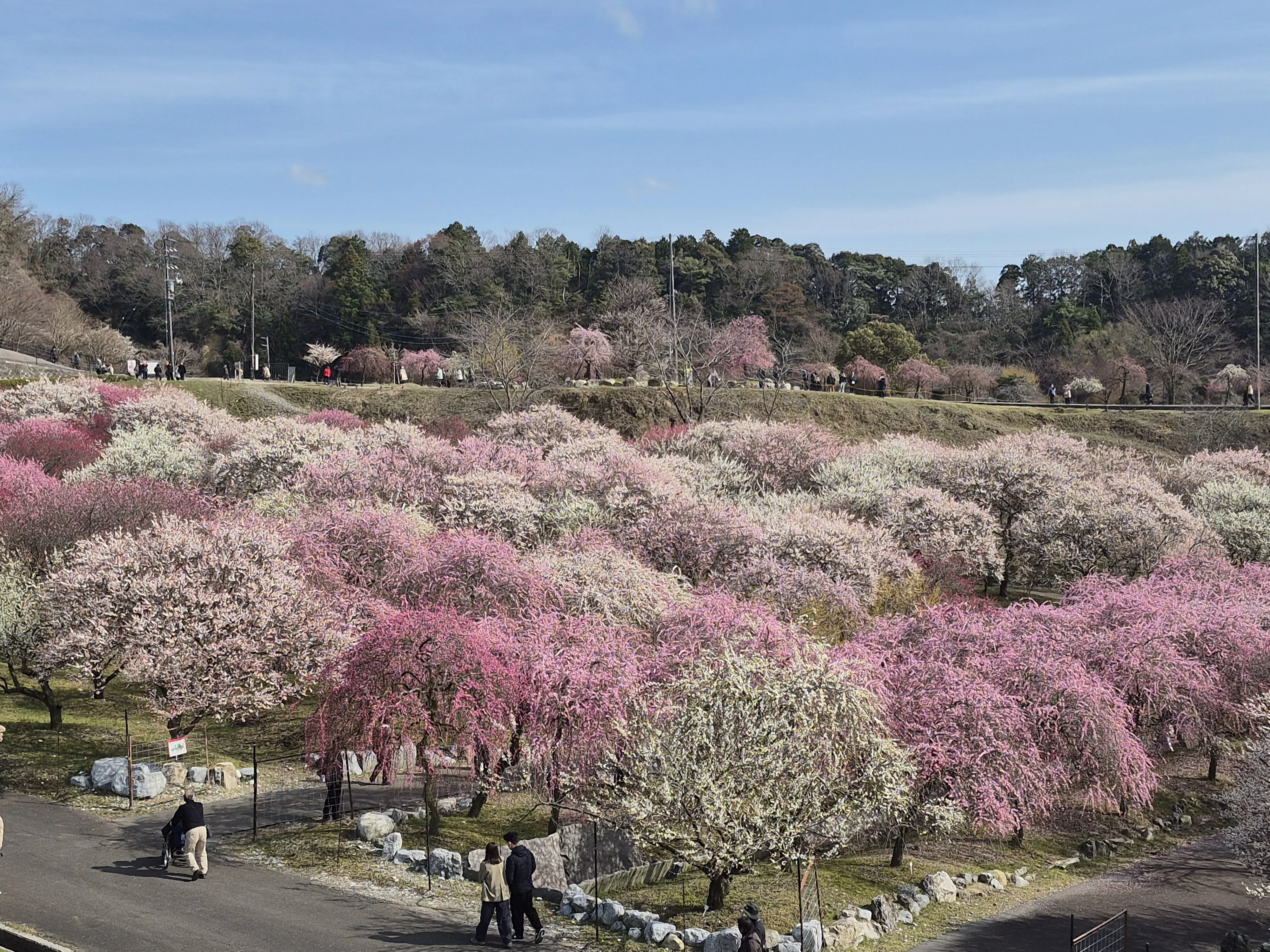 絶景💕いなべ市梅林公園＆鈴鹿の森庭園｜Toririn