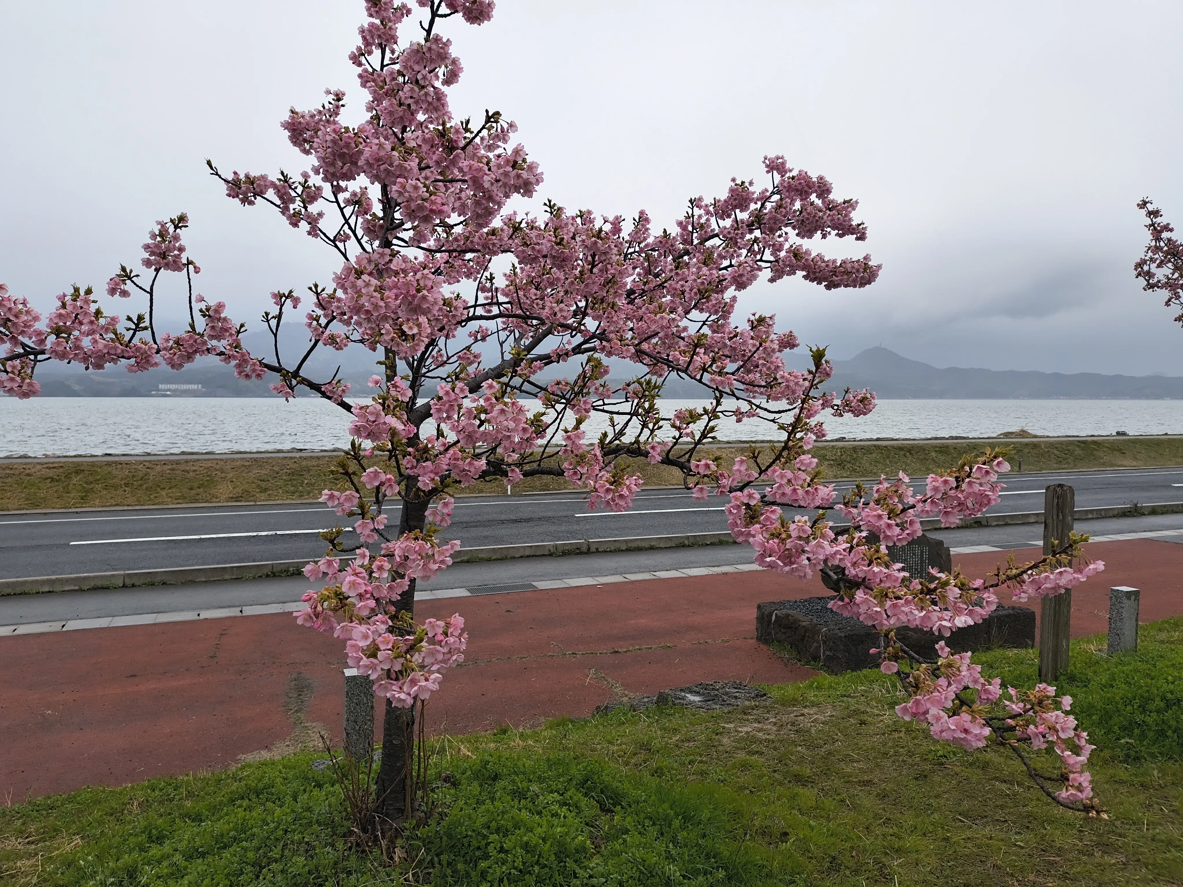 大根島の「河津桜」はちょっこし早く満開に！｜ちょっこし山陰24⤴