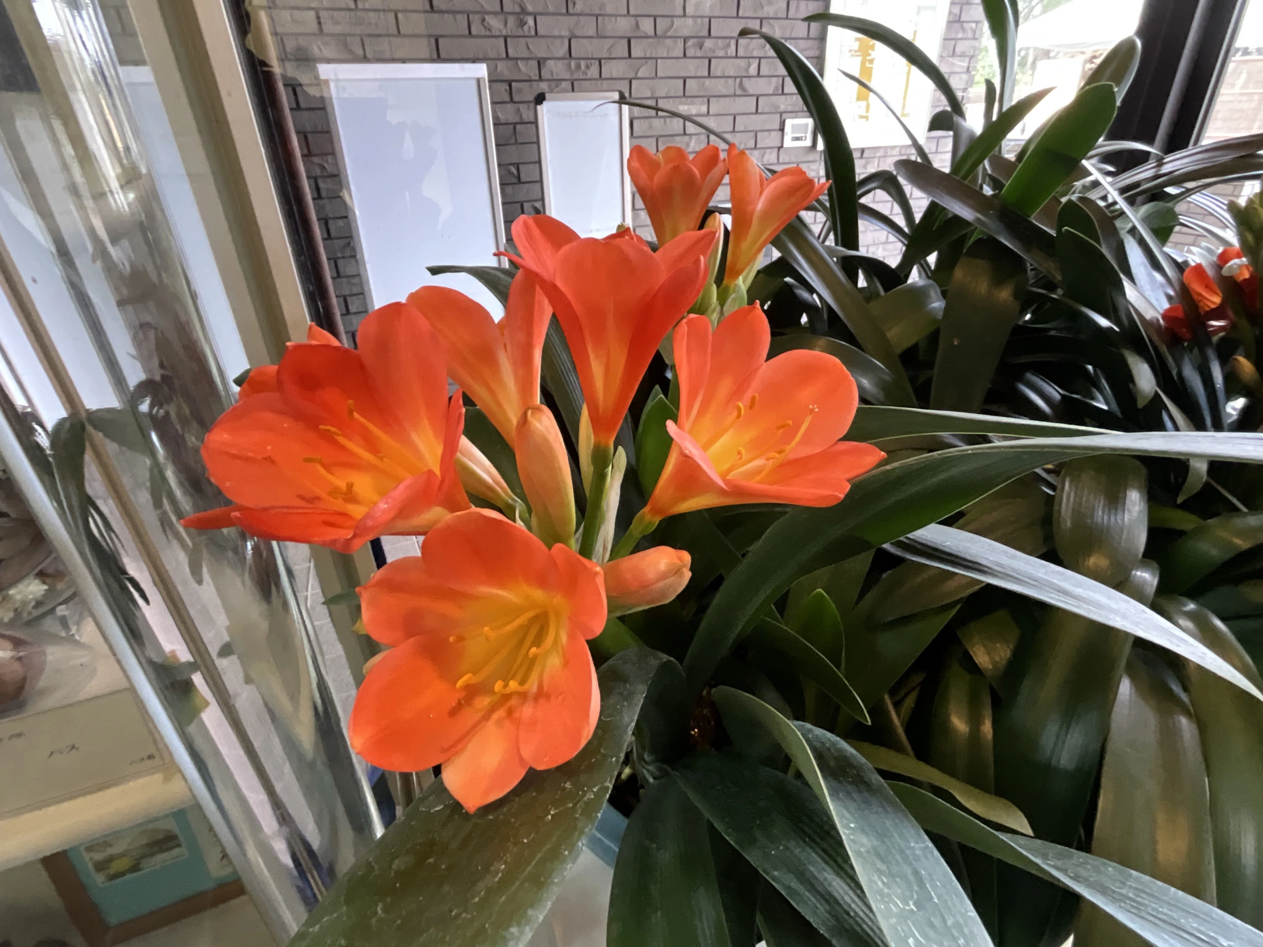 植物園会館の入口展示のクンシラン（京都府立植物園）：2026年3月8日