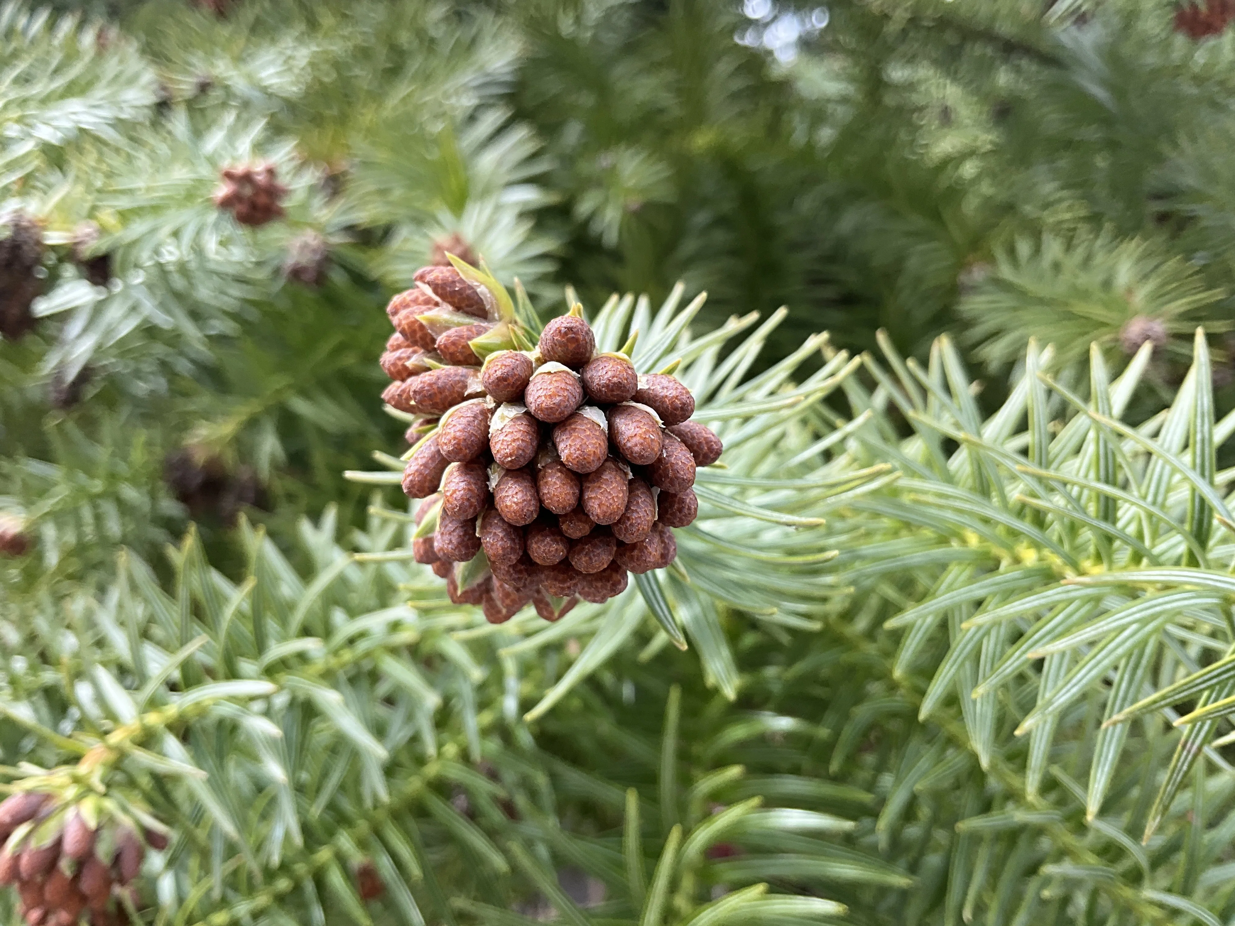 きのこ文庫前のコウヨウザン（京都府立植物園）No.51：2026年2月10日