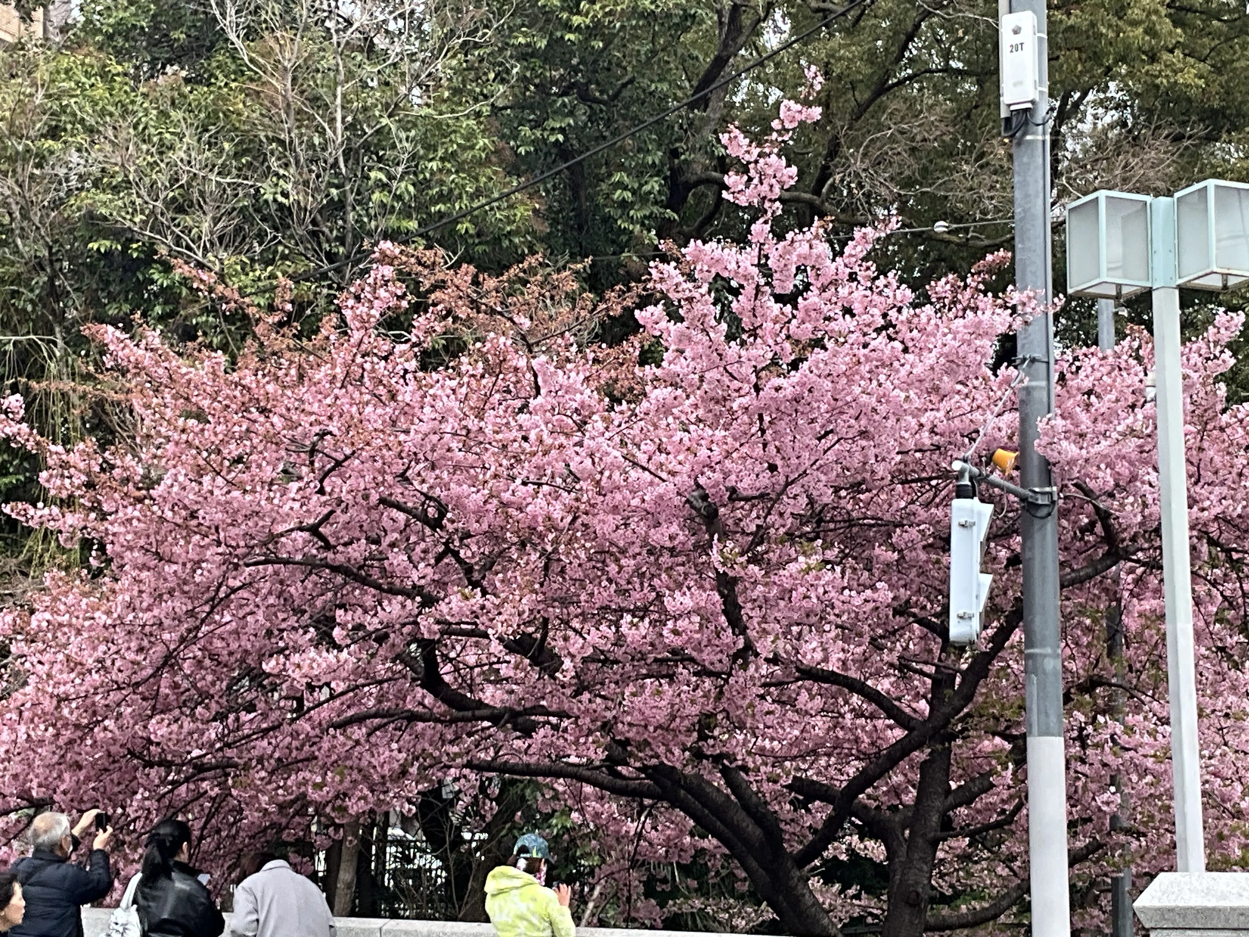 九分咲きの一条戻橋の河津桜：2026年3月8日（日）｜藤井秀昭（『京都
