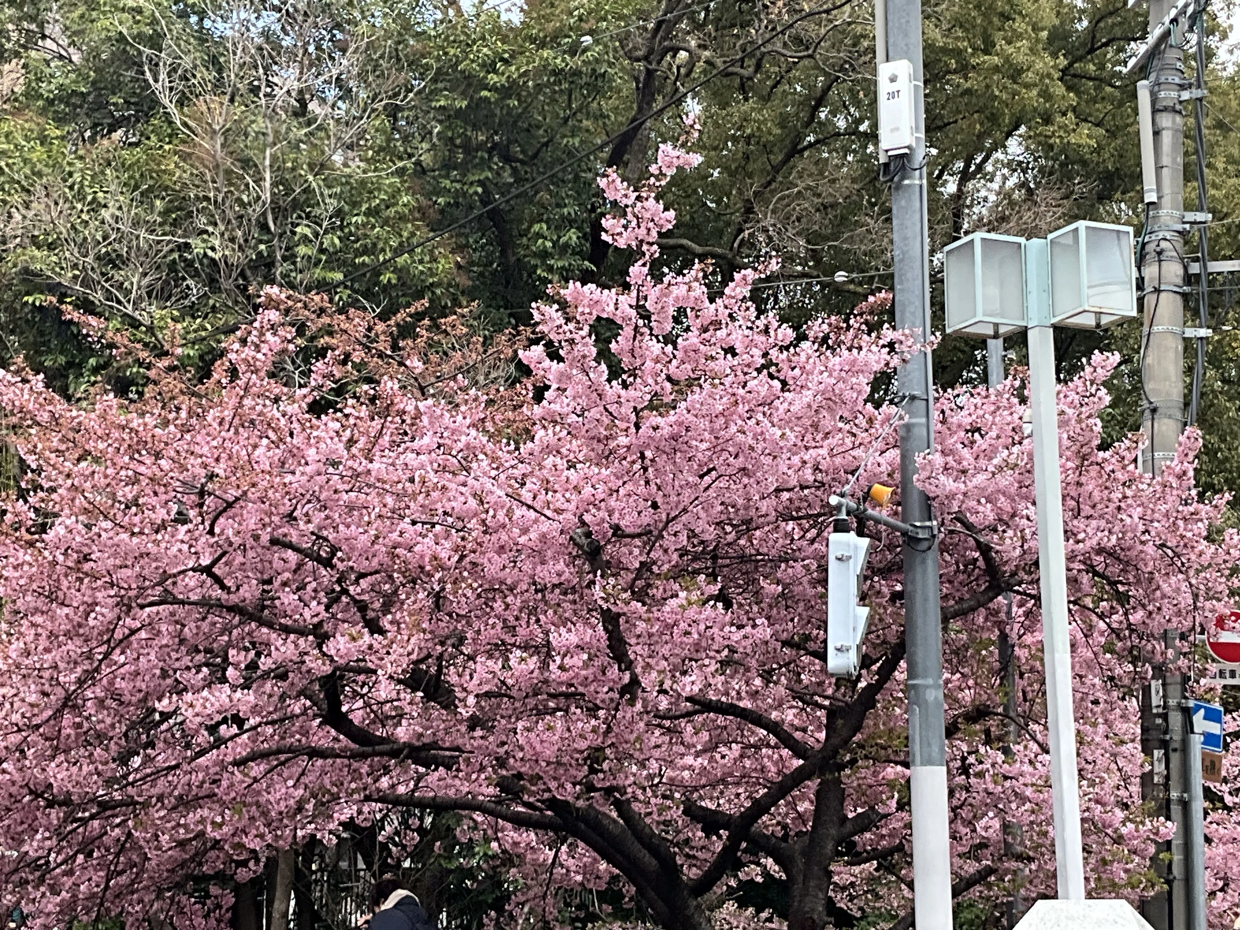 九分咲きの一条戻橋の河津桜：2026年3月8日（日）｜藤井秀昭（『京都