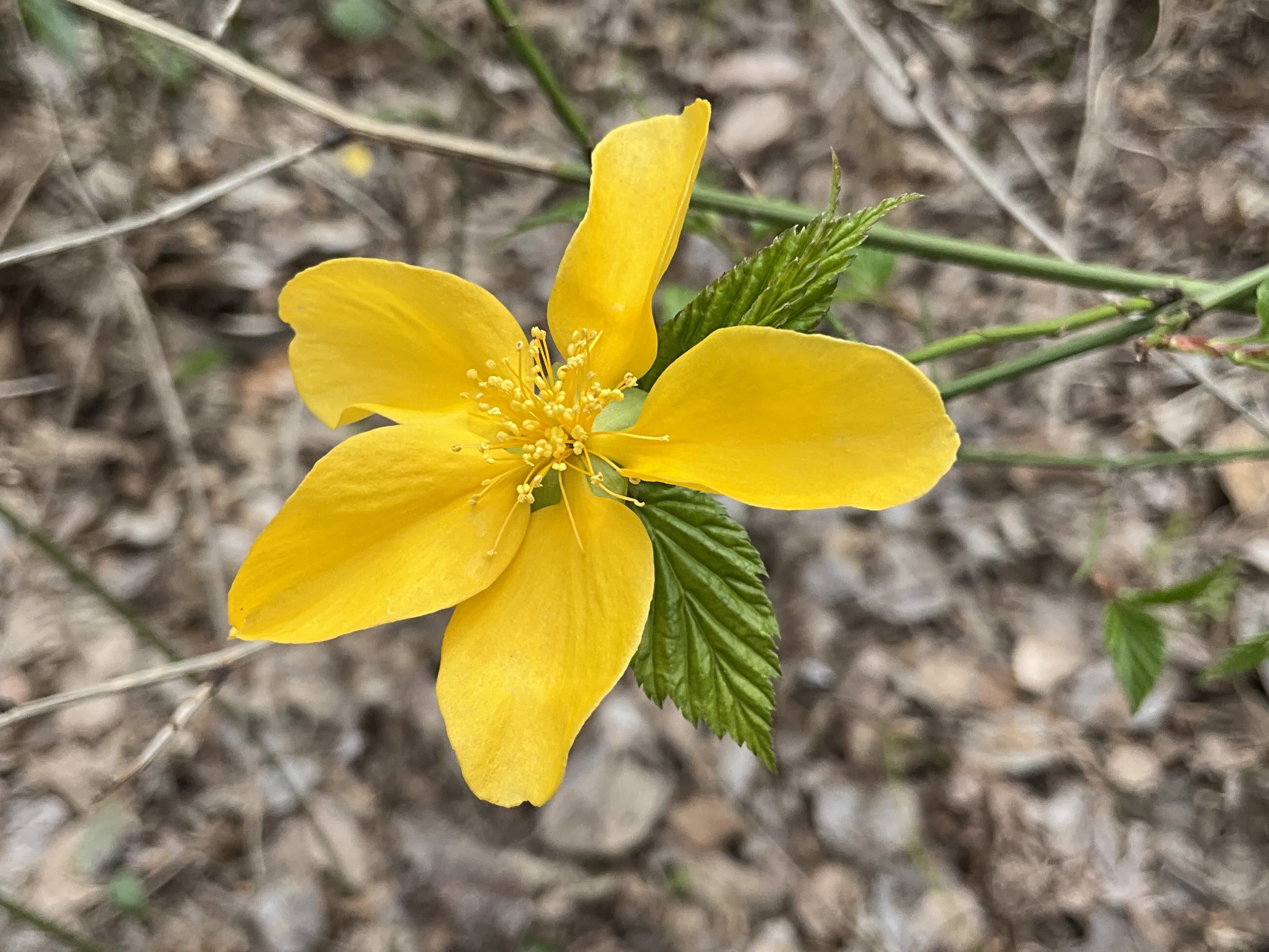 ヤマブキ（京都府立植物園）：2026年3月8日（日）｜藤井秀昭（『京都