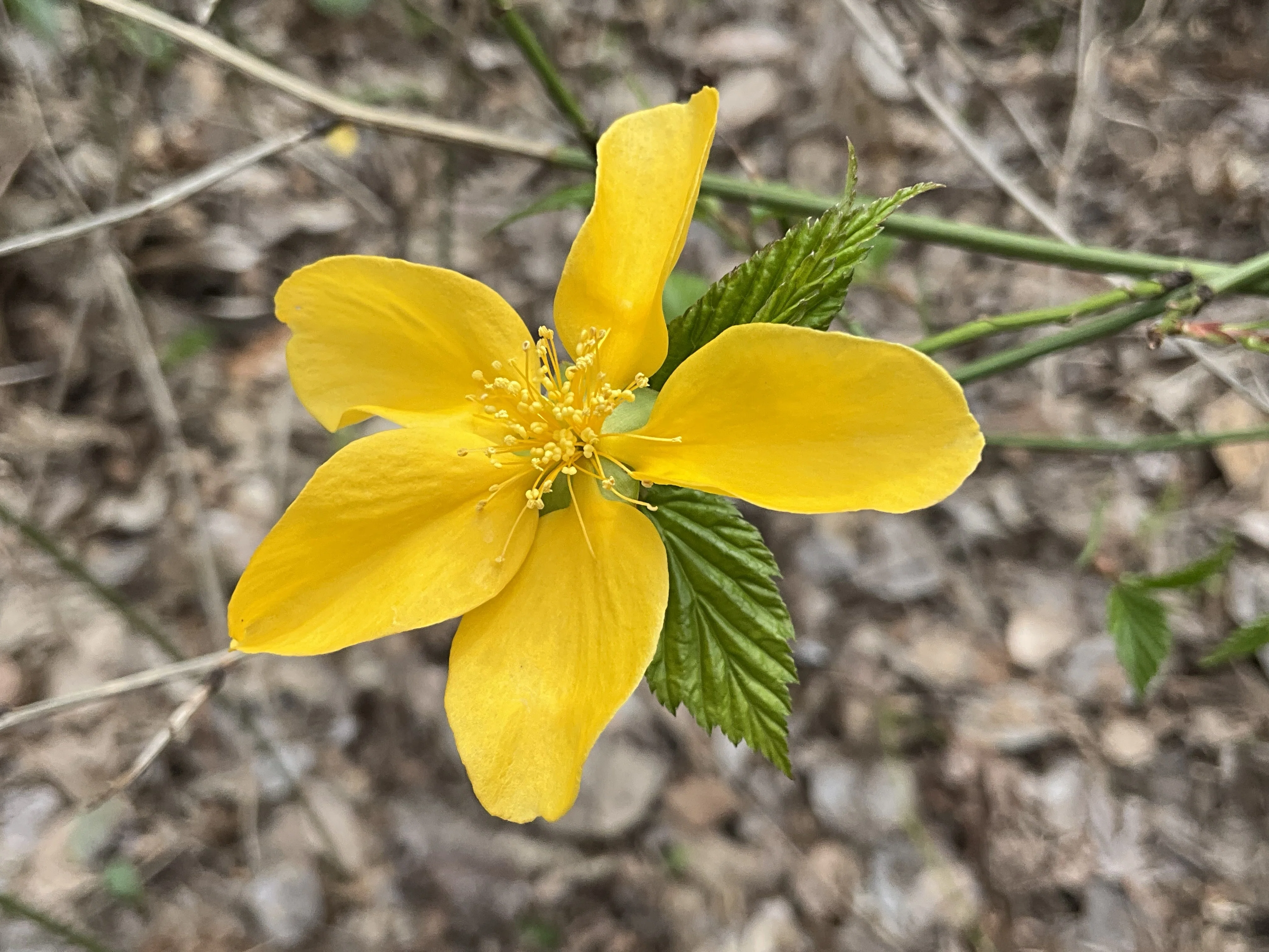 ヤマブキ（京都府立植物園）：2026年3月8日（日）｜藤井秀昭（『京都