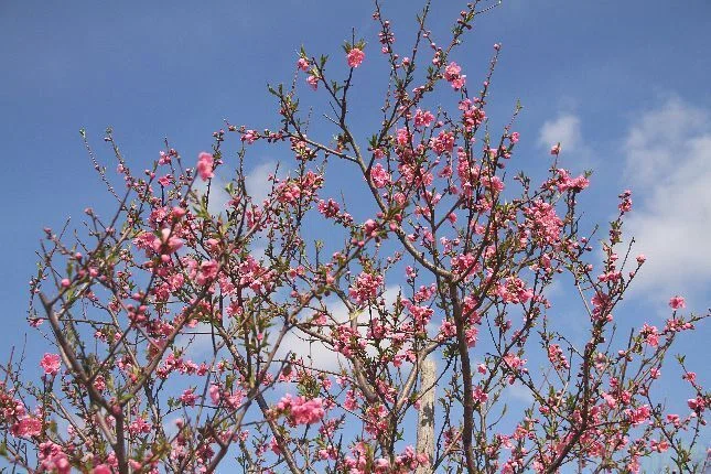 花桃＞大阪城公園桃園｜清愁