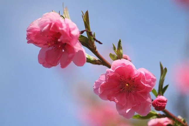 花桃＞大阪城公園桃園｜清愁