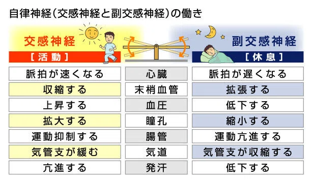 【ポートフォリオ掲載記事】「自律神経を整える方法」|AIPTライター・クウラ