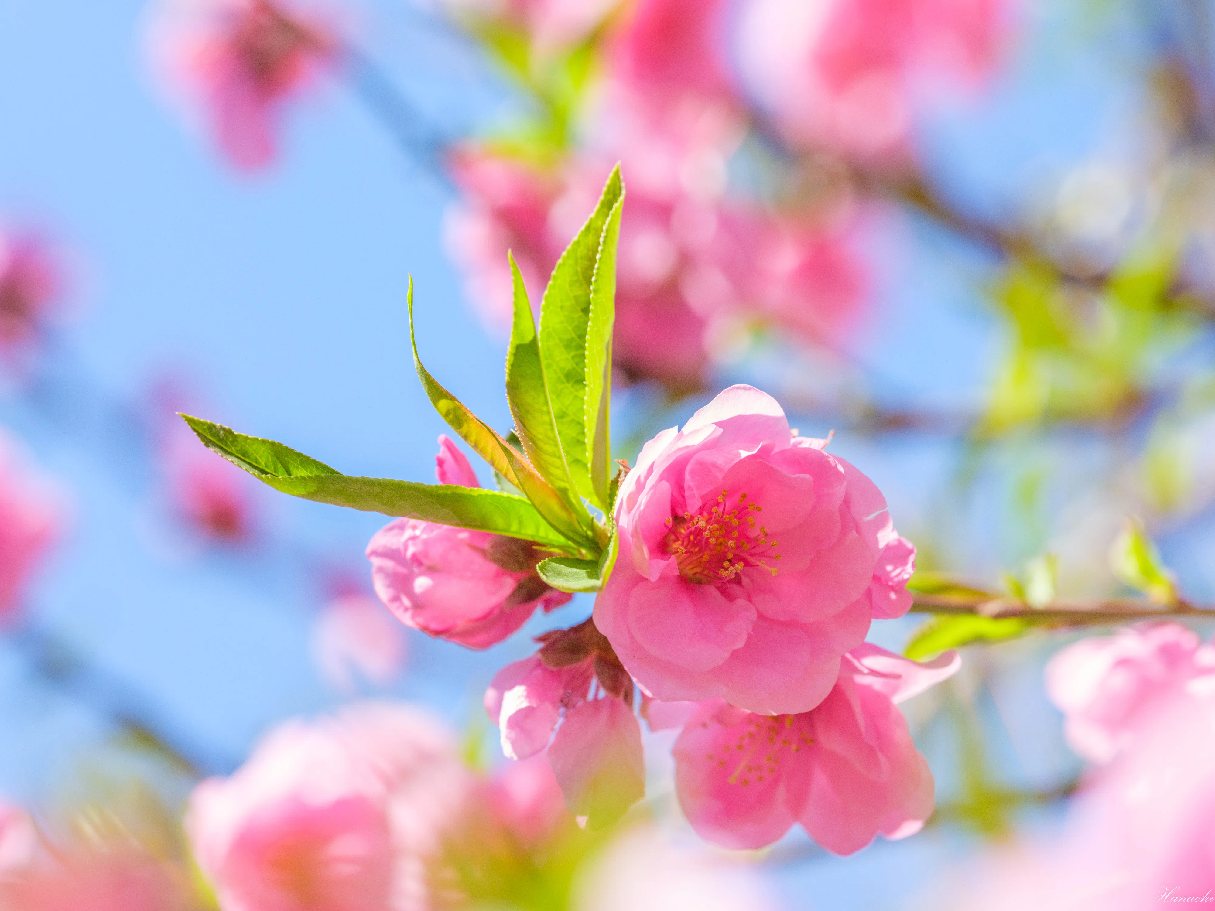 桃の花｜はなち みつき