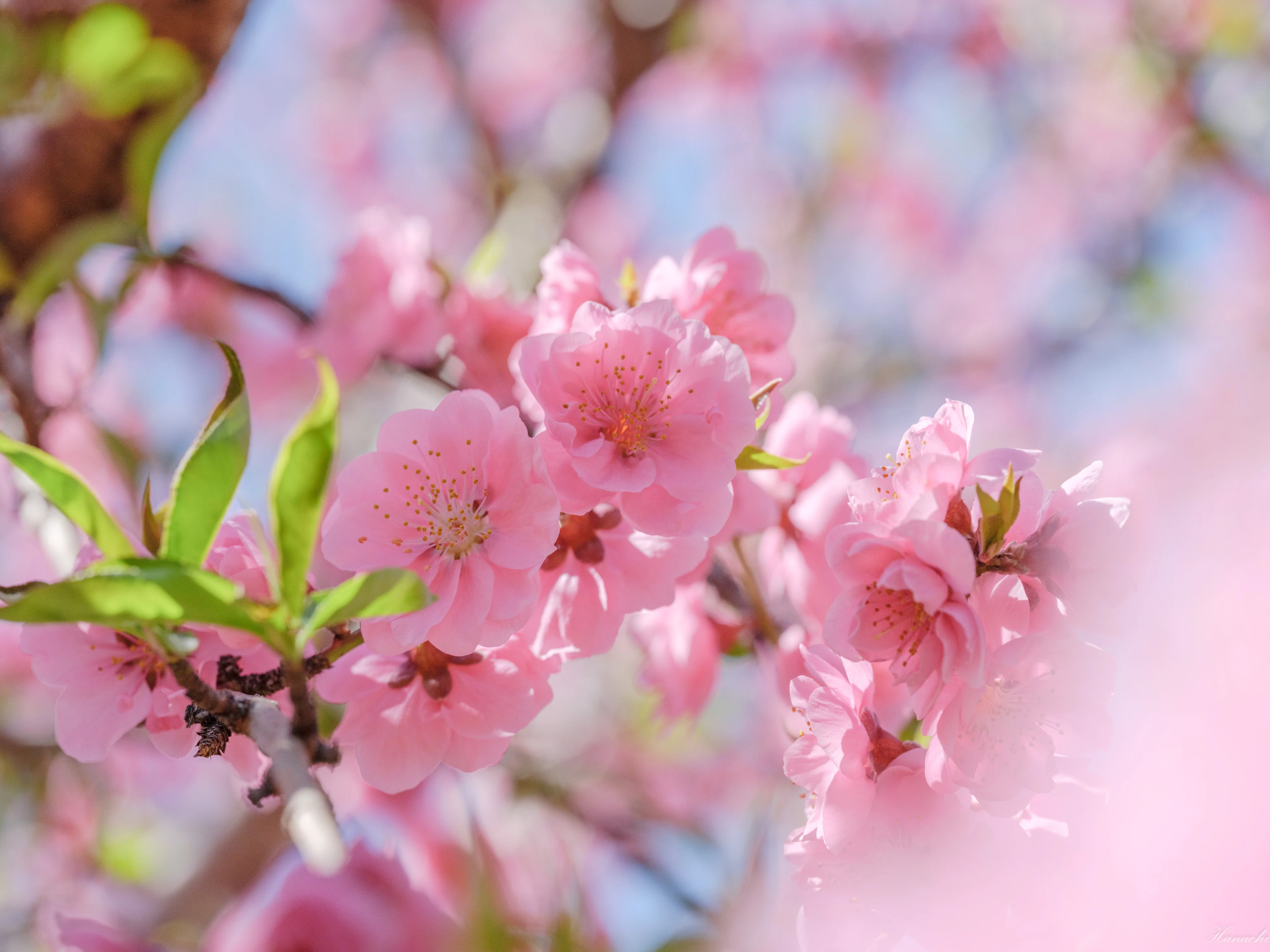桃の花｜はなち みつき