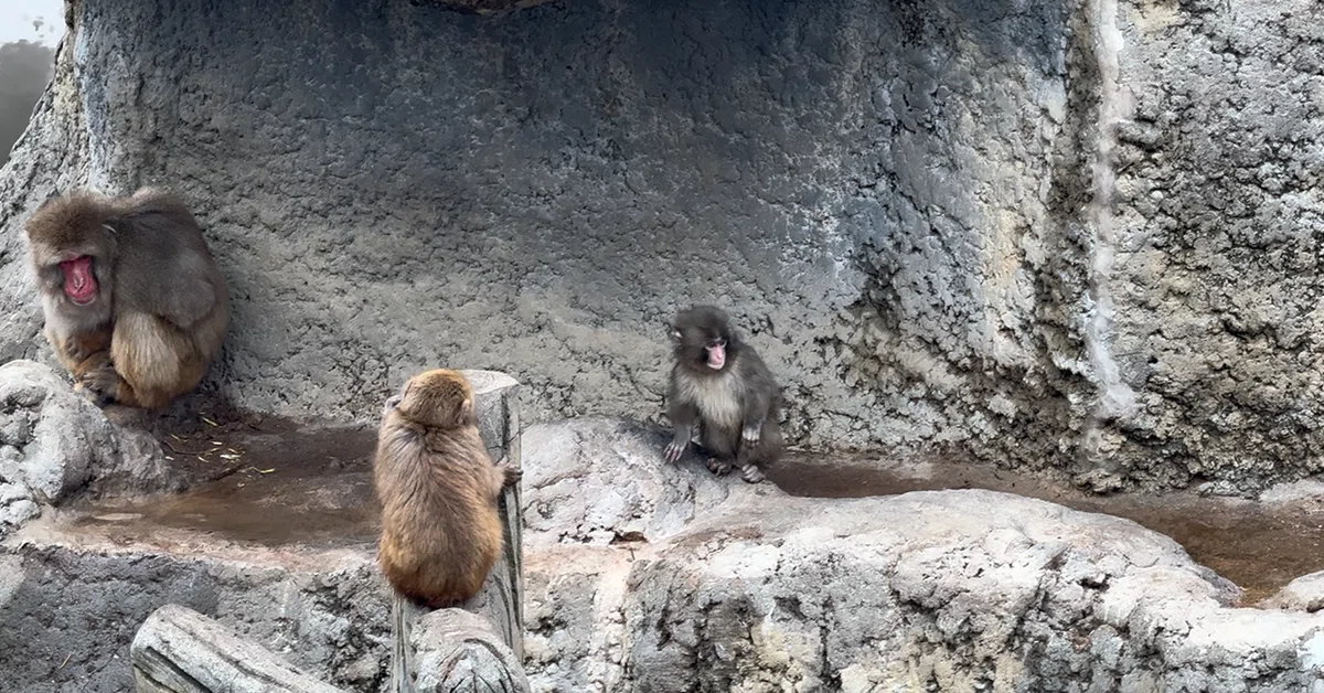 【おさるのパンチくんに会いにいく-3】市川市動植物園(千葉県)|Solo Penguin | ソロペンギン