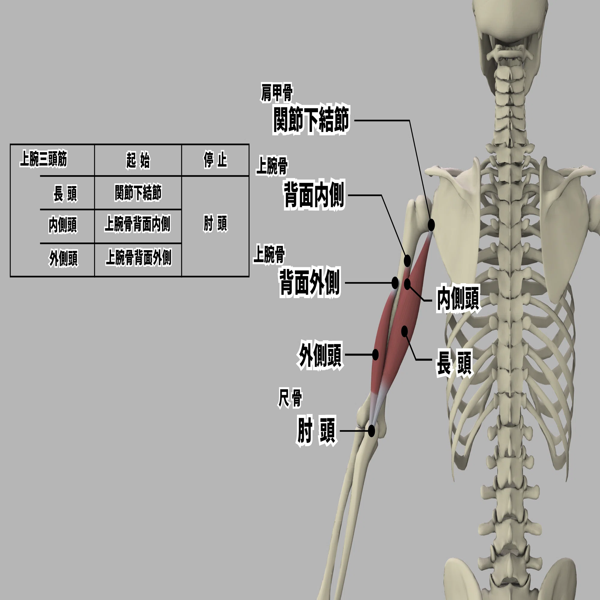 上腕 三 頭 筋 起 始 停止