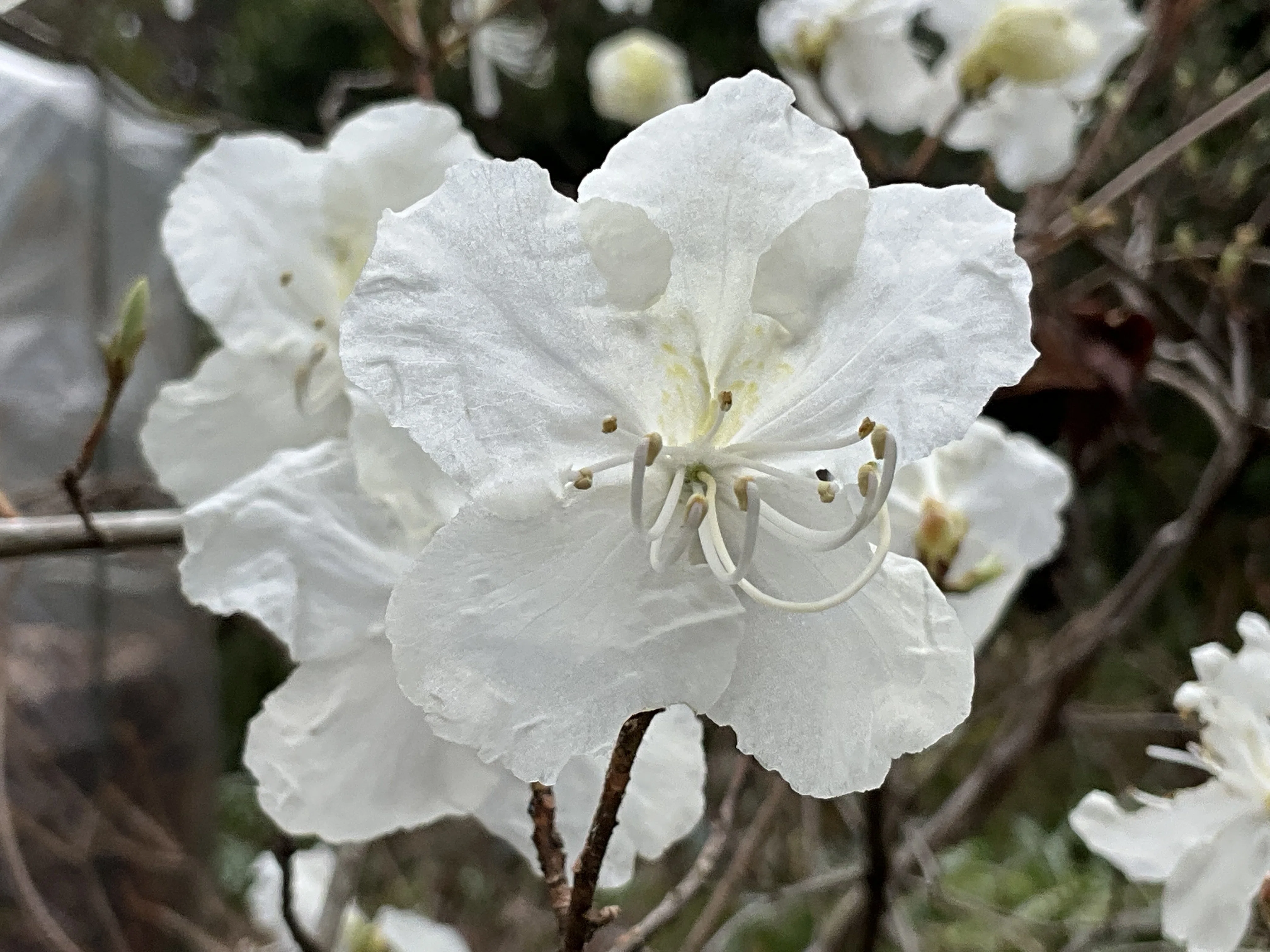 シロバナゲンカイツツジ（京都府立植物園）：2026年3月4日（水）｜藤井
