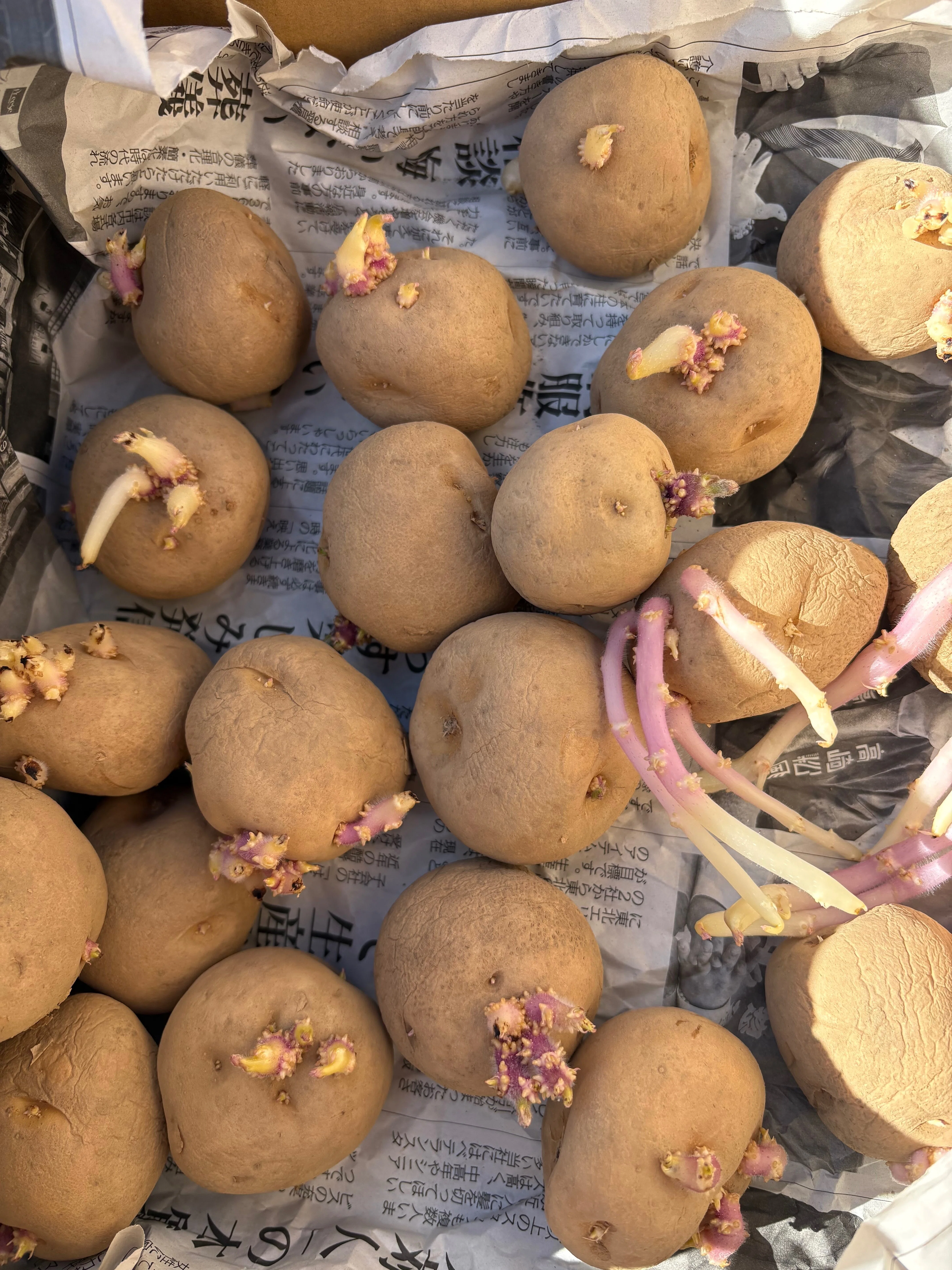 種芋を植え付けました。芽がニョキニョキでています。｜豆大福 病院薬剤師