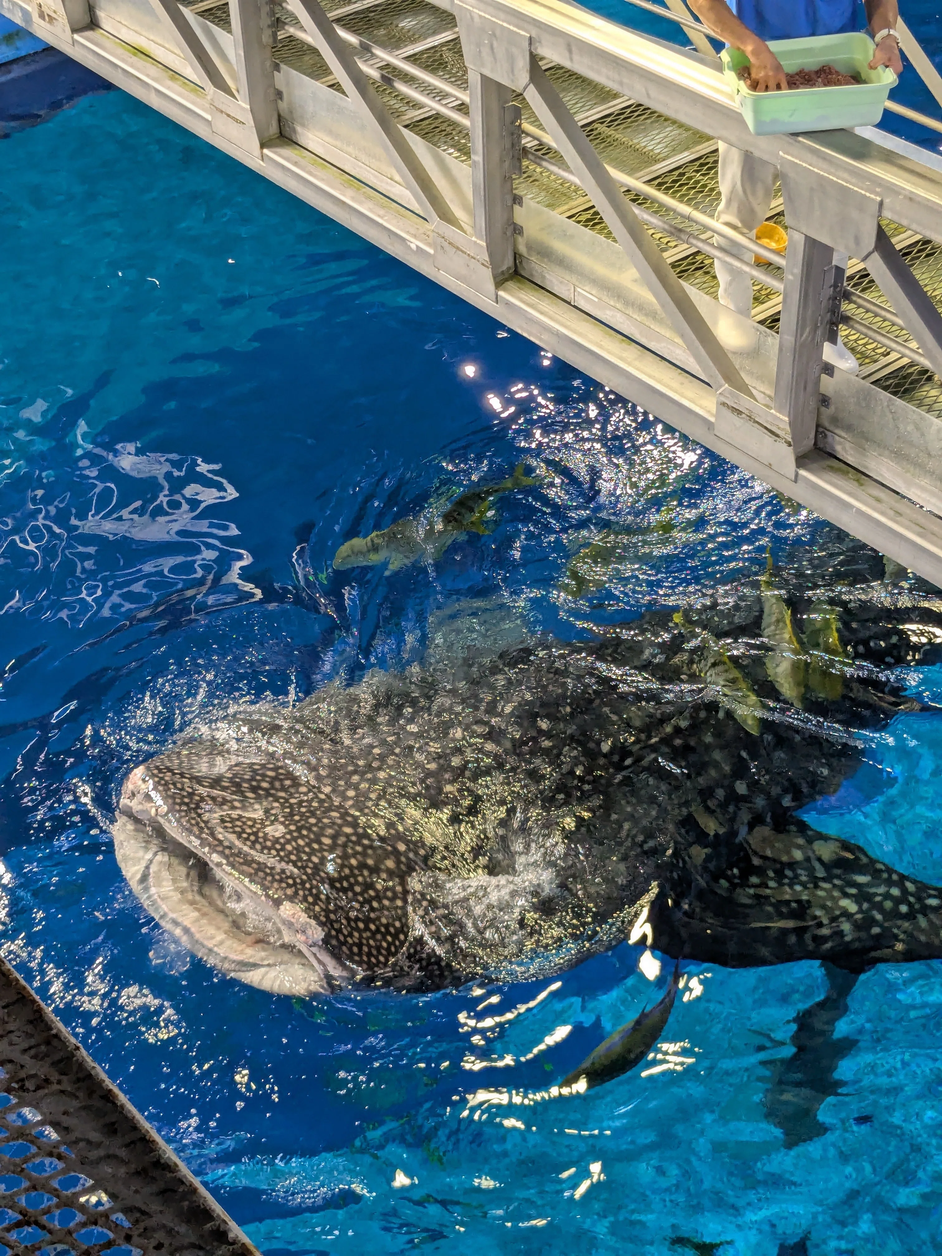 美ら海水族館｜9時30分からのジンベイザメとマンタの餌やりは、バック