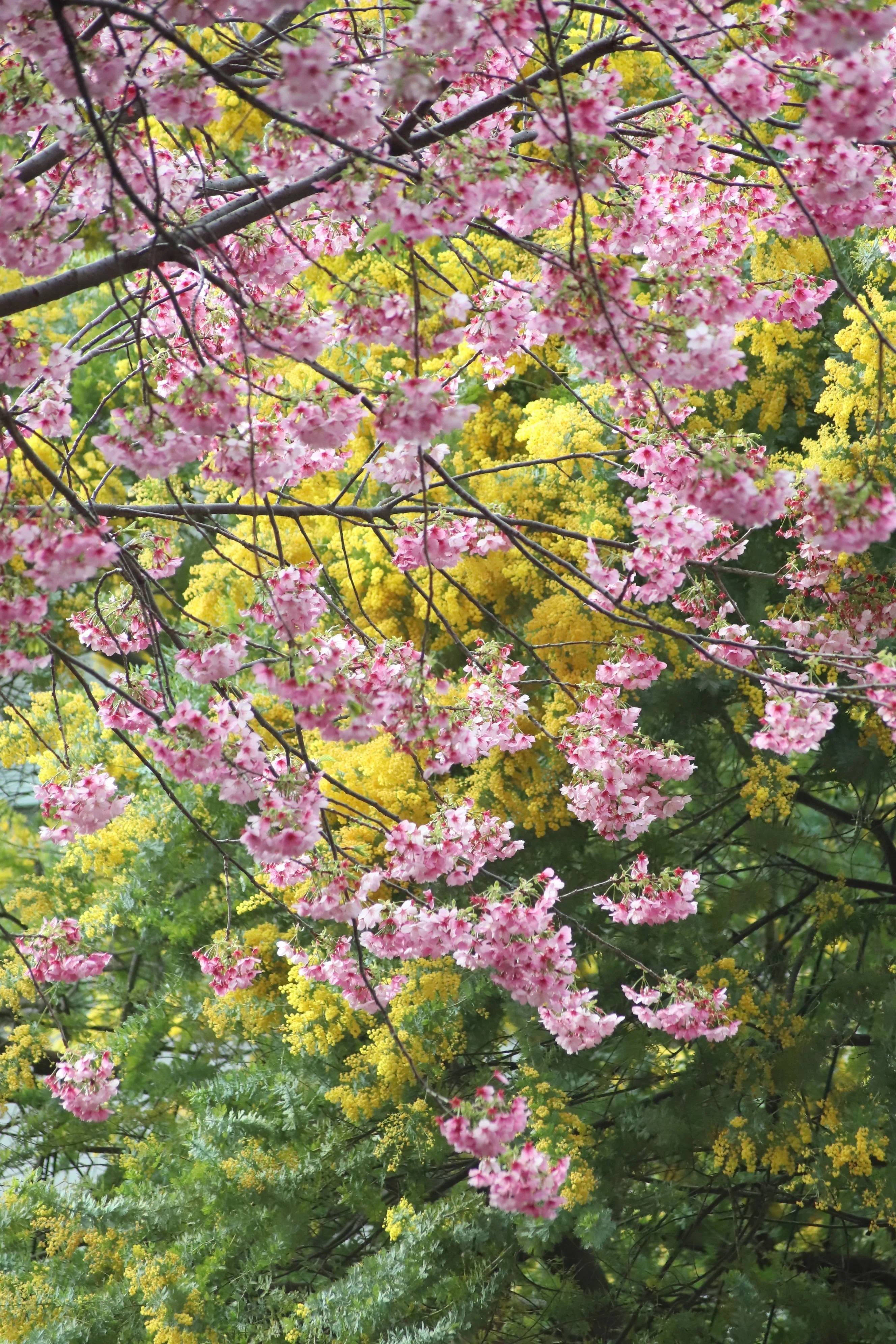 2026 フレッシュミモザ MIMOSA FESTA 2026 Bloom in your own way. 自分らしく咲こう。