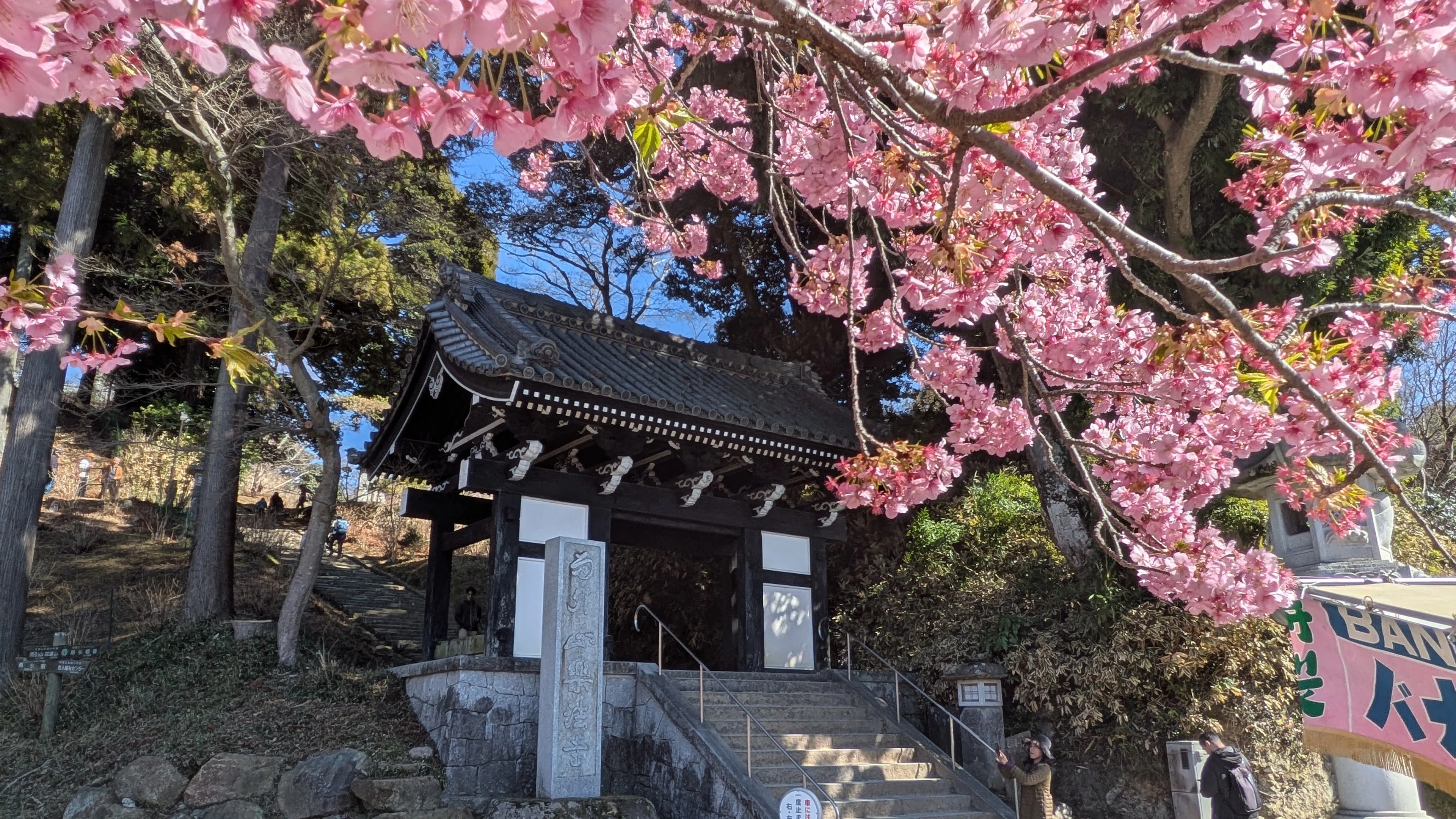 日桜さん専用確認 河津桜が咲いたよ🌸【筑波山・雨引観音】｜せくたむさん👼