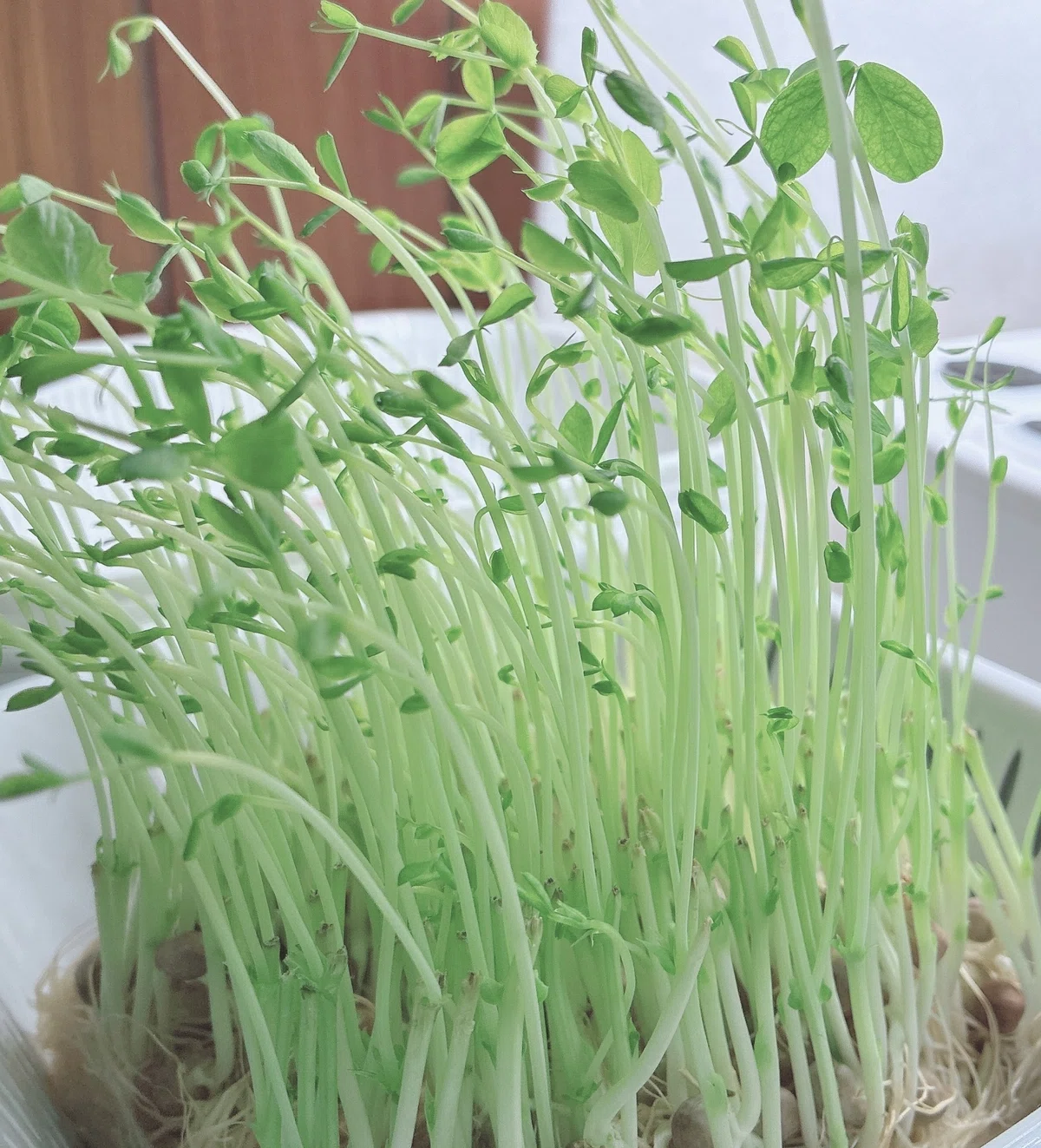 [Home Gardening] My plants had awakened after I was away for a few days ...