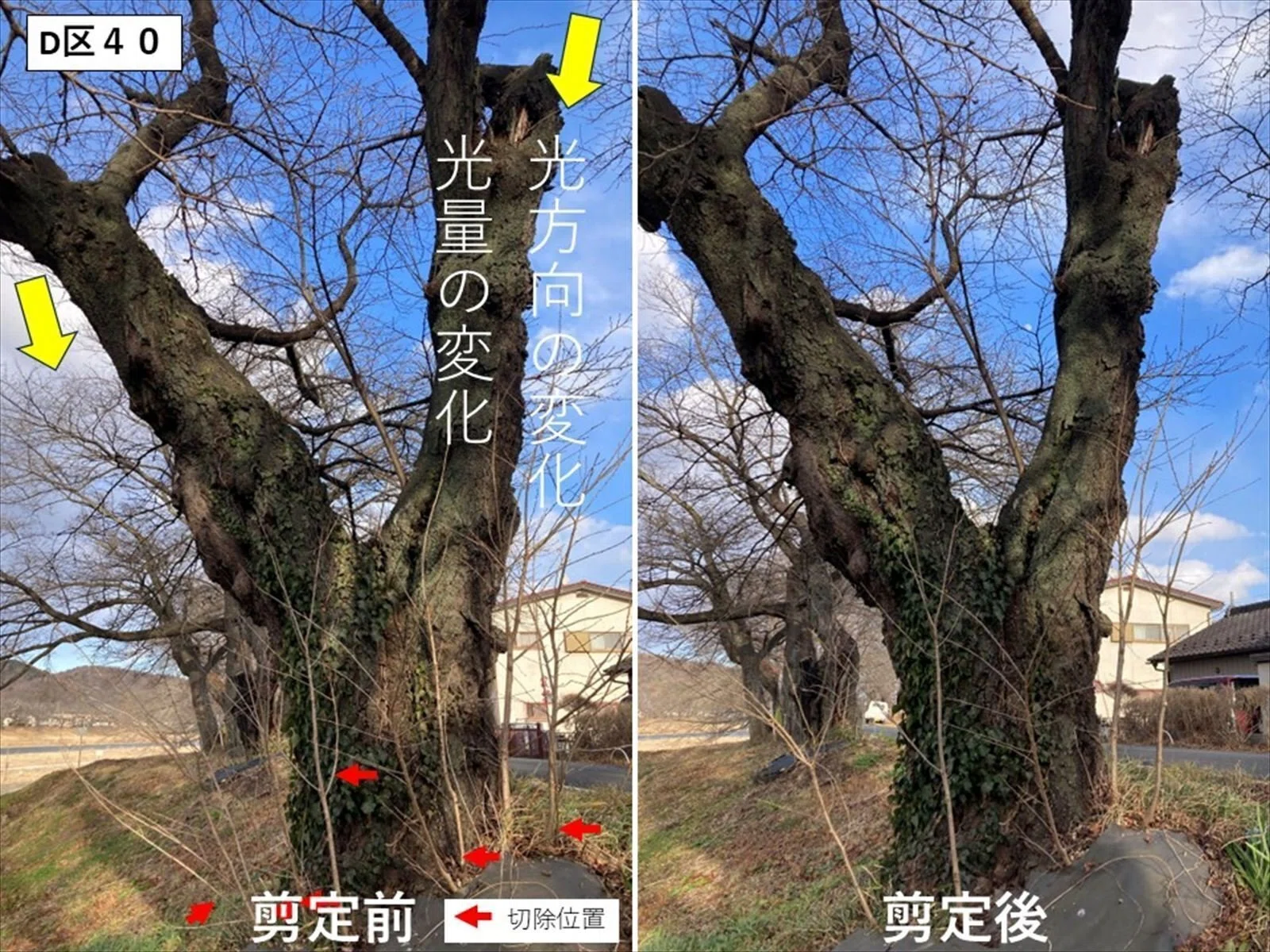 桜のせん定 2026年3月9日up｜尾形政幸(樹木医)