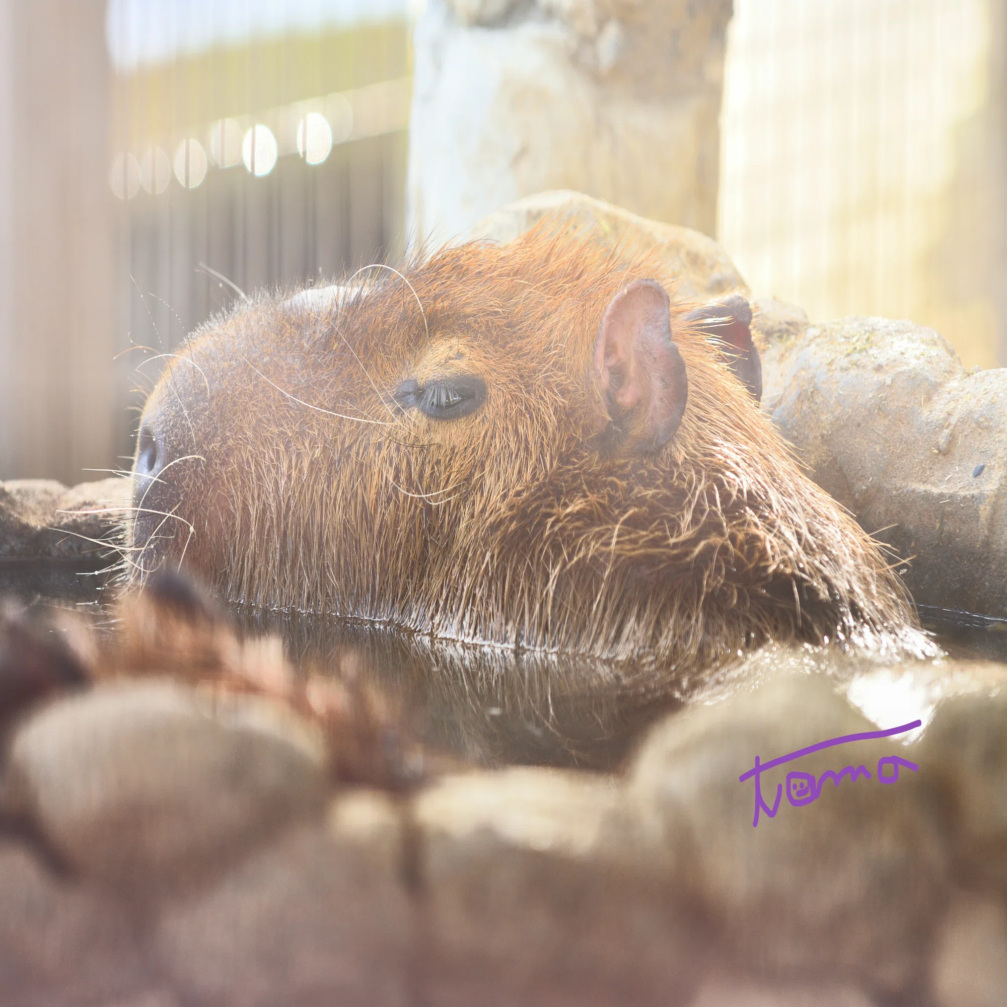 寒い日の動物たちって、どうしてる？｜tama：旅と動物、時々 