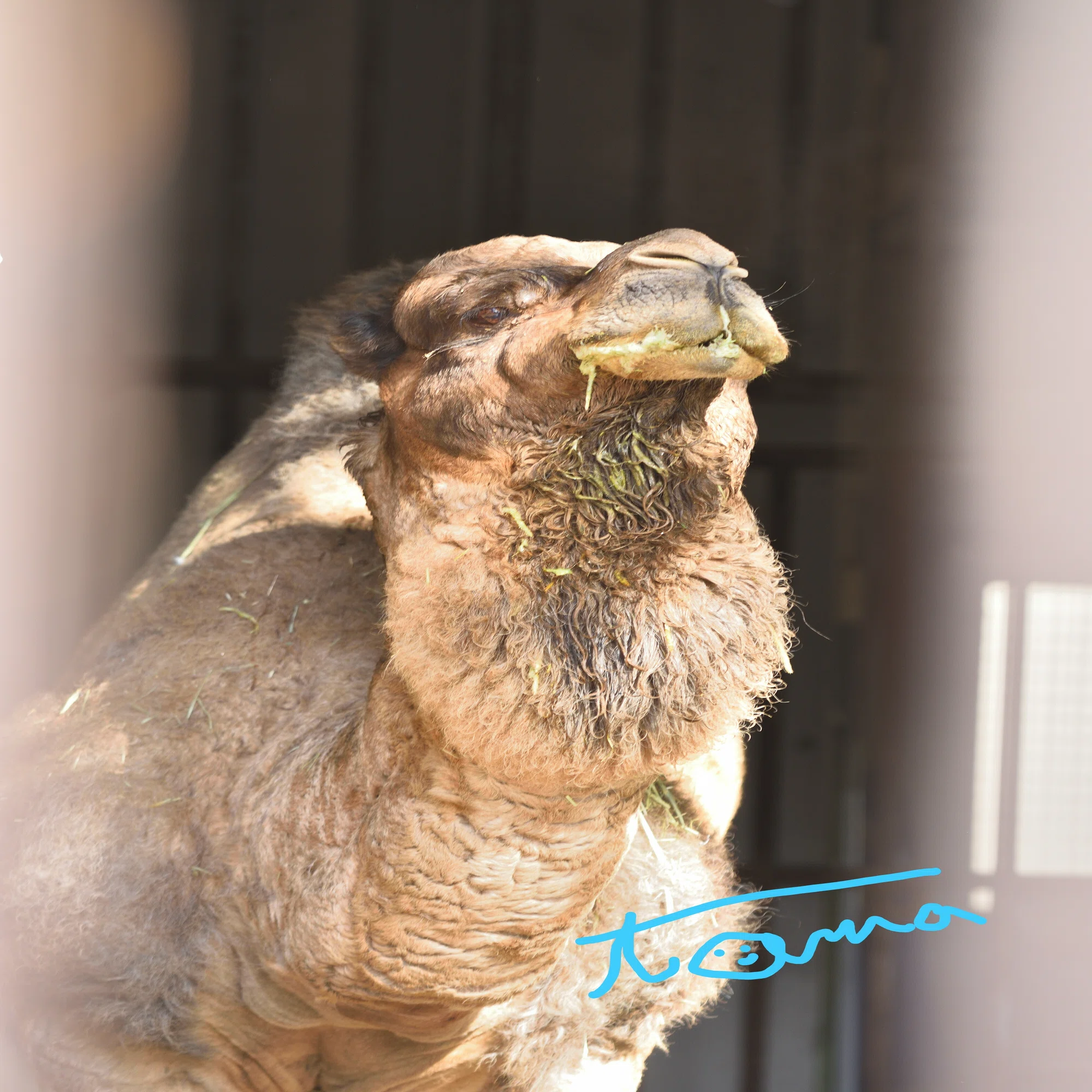寒い日の動物たちって、どうしてる？｜tama：旅と動物、時々 