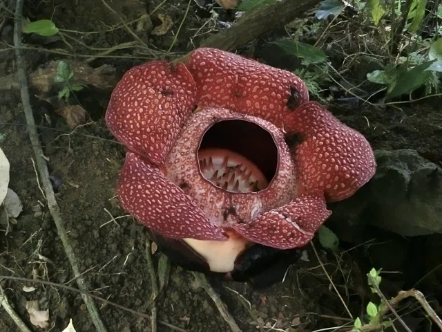 Rafflesia With Roses I want to convey the fascination of the Conservatory at the Kyoto ...