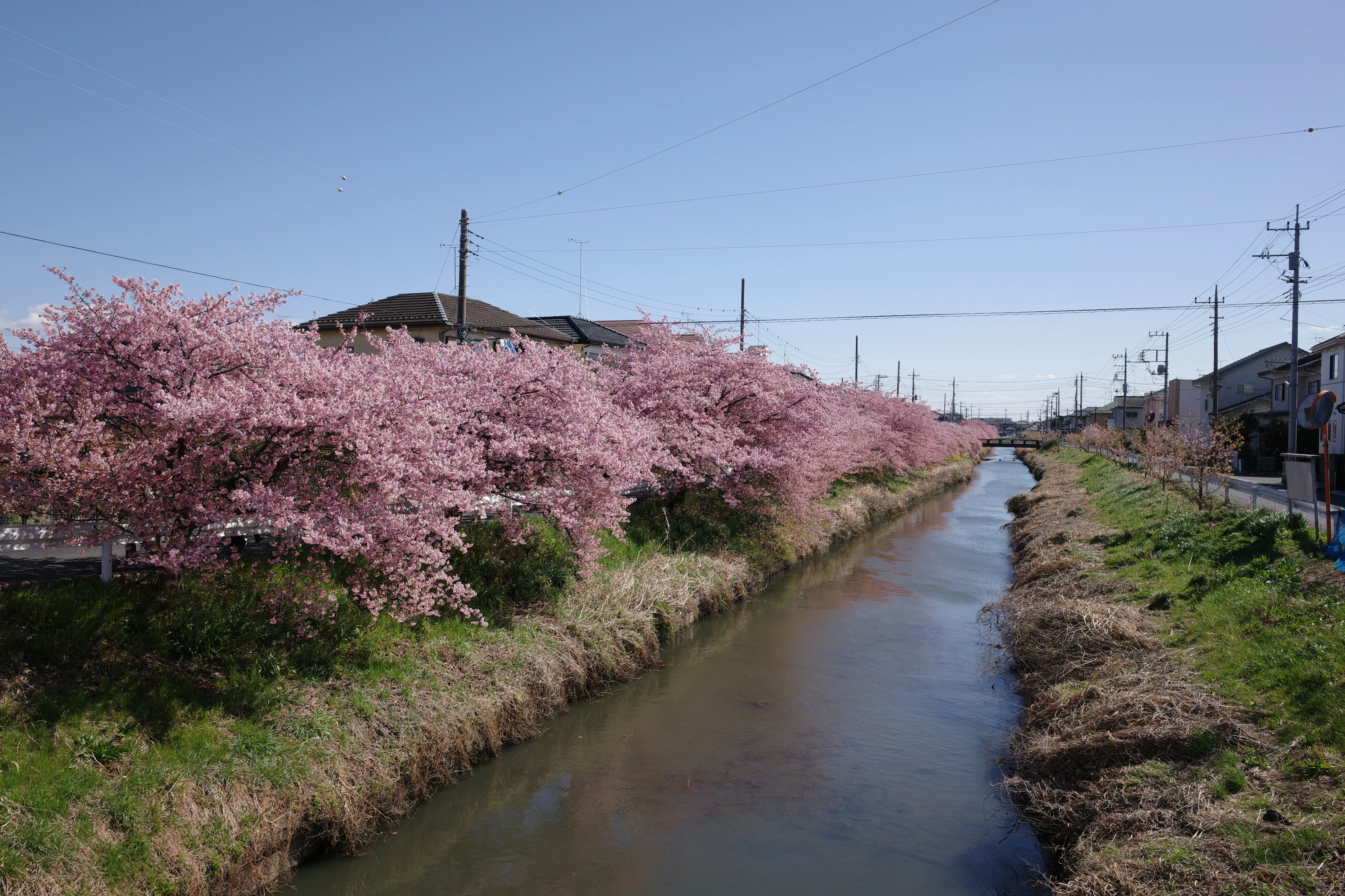 桜花 久喜市鷲宮にある青毛堀川沿いの河津桜を撮りに行った話｜VINCENT2GB