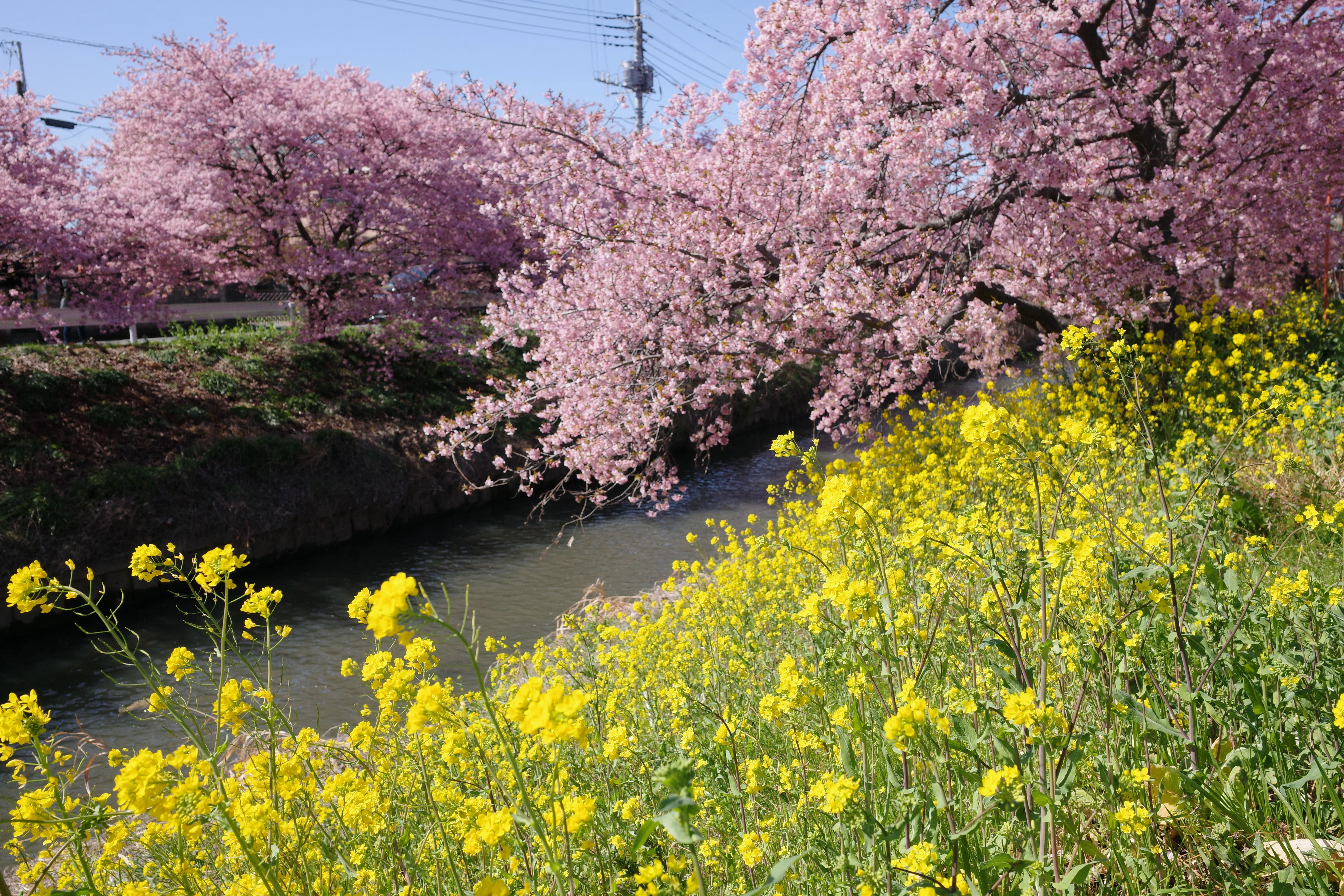 久喜市鷲宮にある青毛堀川沿いの河津桜を撮りに行った話｜VINCENT2GB