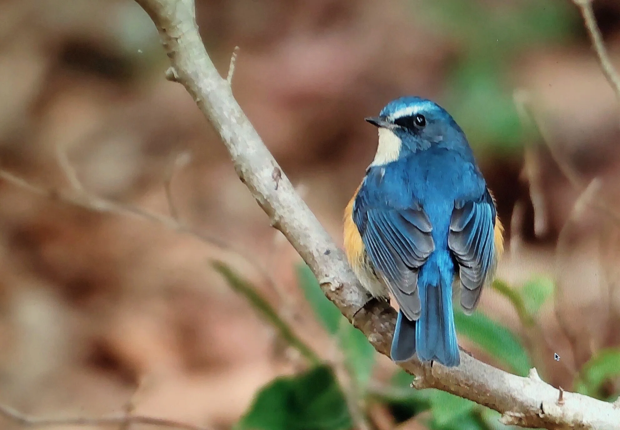 ルリビタキ 公園と亜高山帯を往復する漂鳥｜奥日光 letter