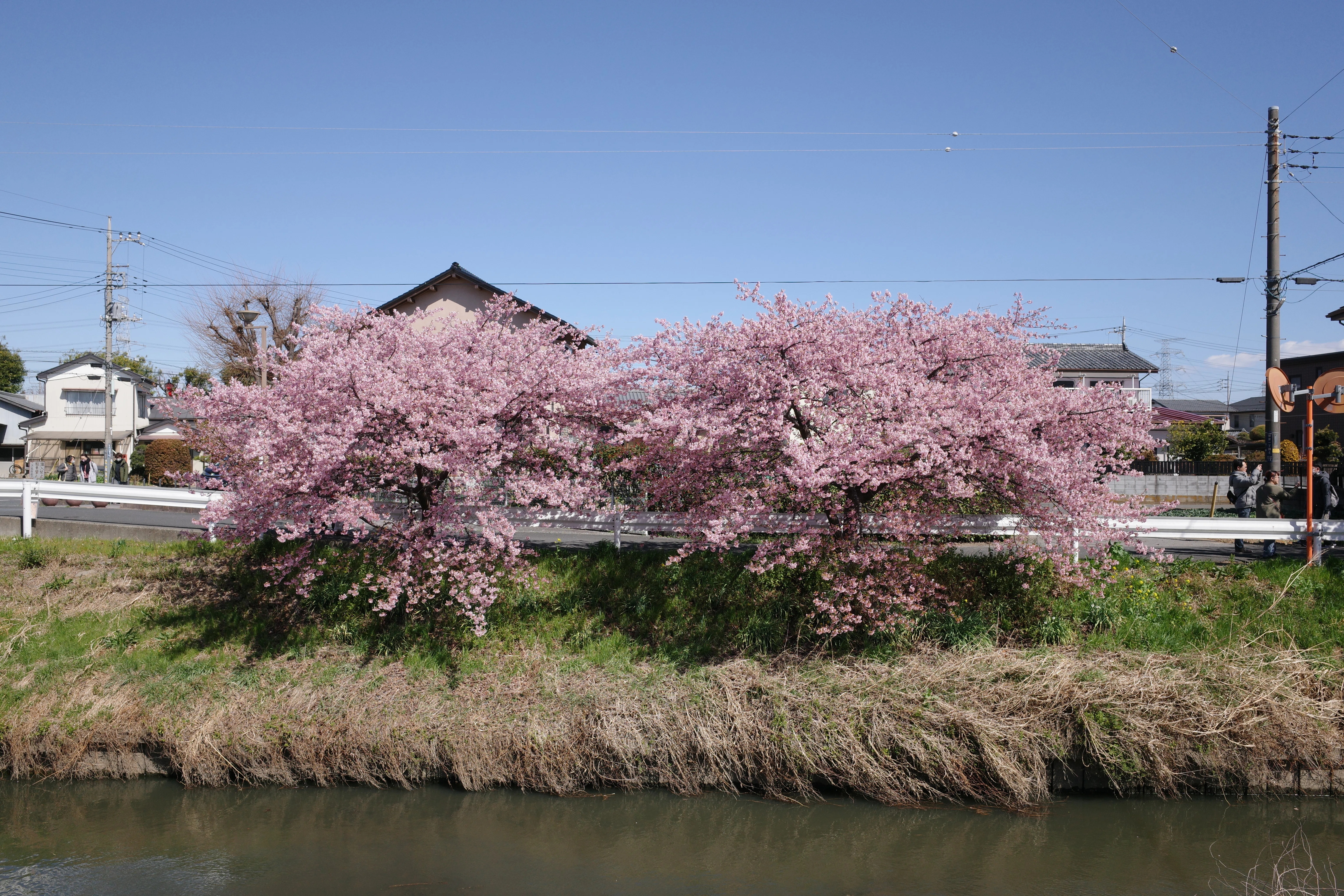 久喜市鷲宮にある青毛堀川沿いの河津桜を撮りに行った話｜VINCENT2GB