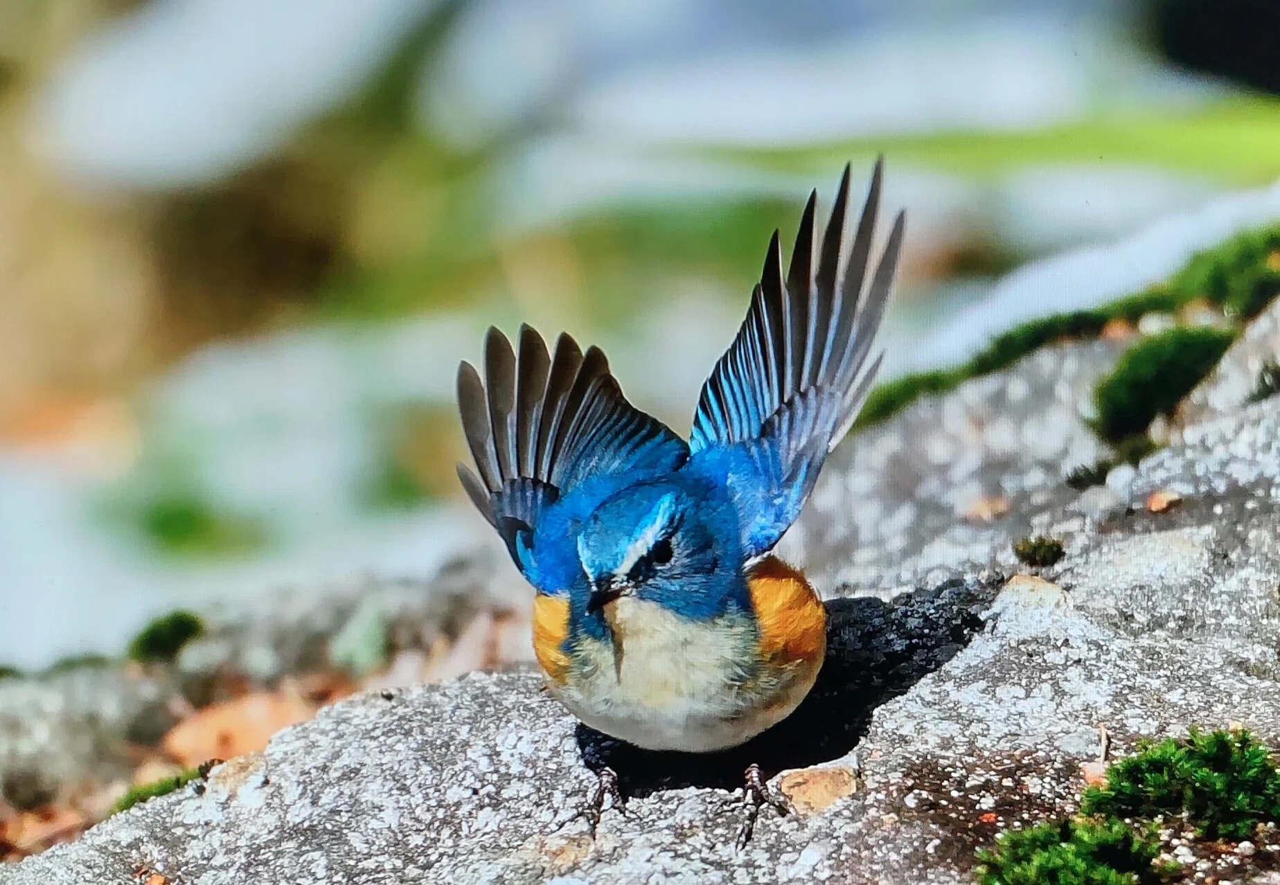 ルリビタキ 公園と亜高山帯を往復する漂鳥｜奥日光 letter