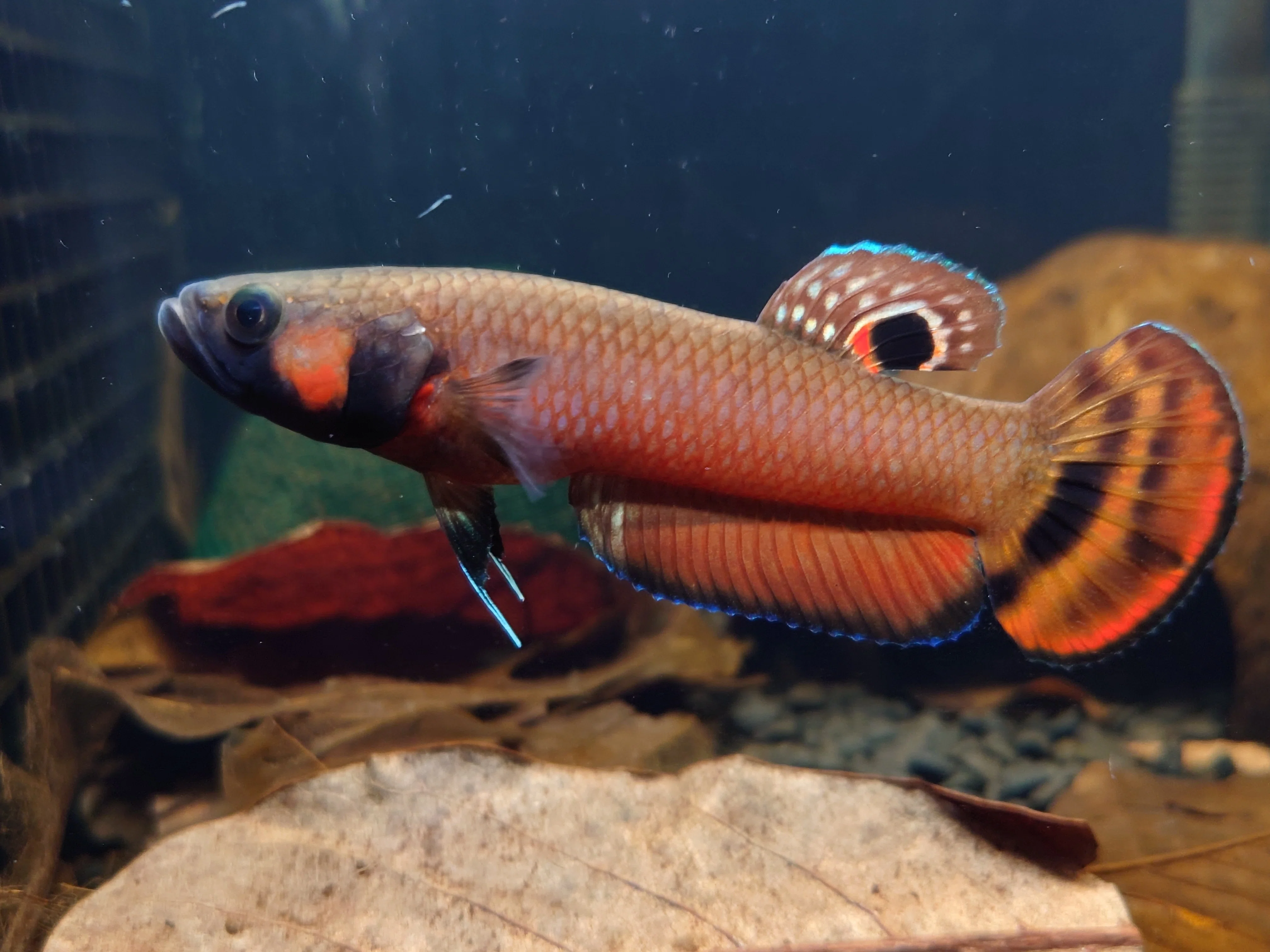 魚類、水生生物 ベタ マクロストマ 1ペア 7〜8cm ブリード