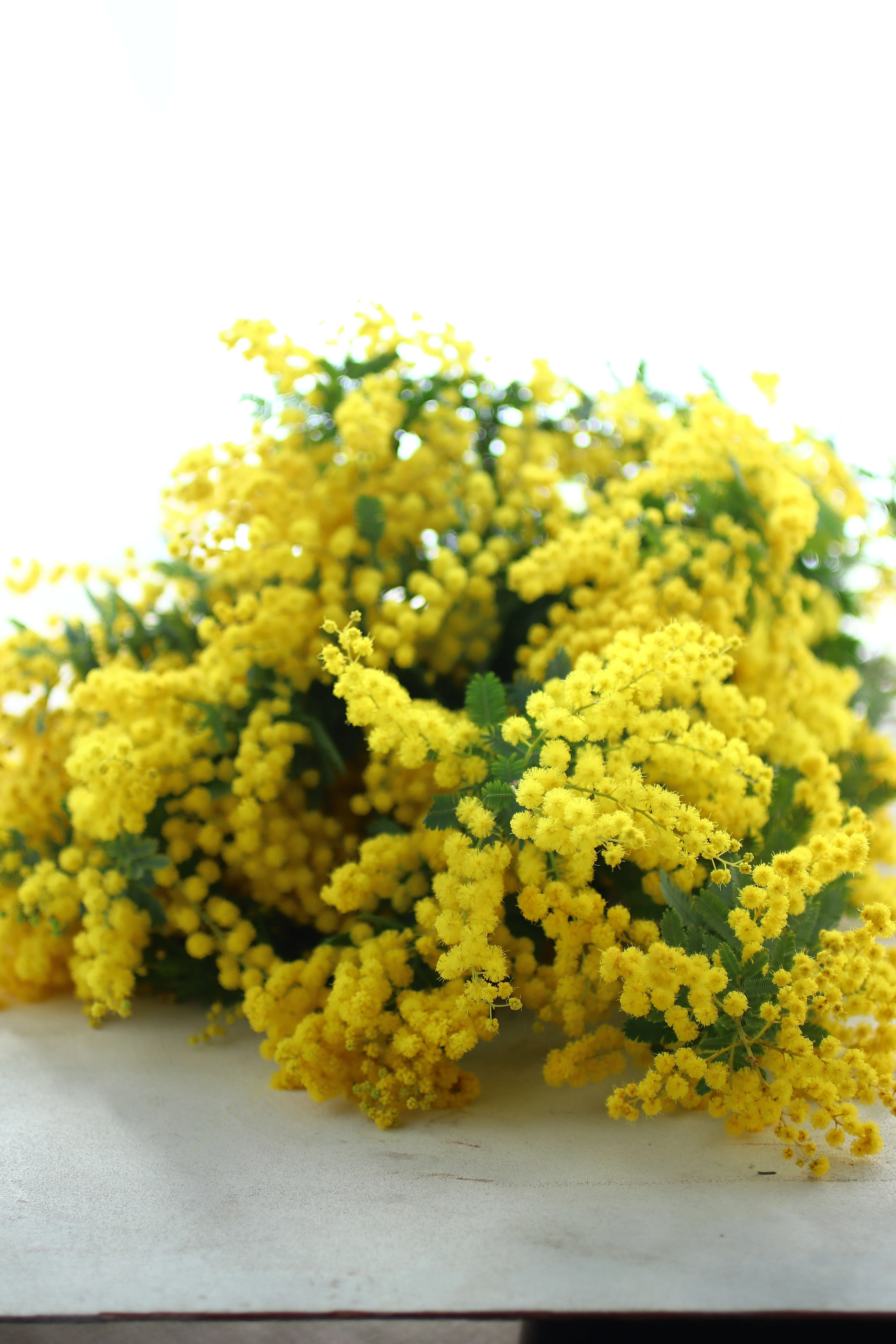 ミモザの水あげ絶対に失敗しない方法｜KALIANg Floral Labo