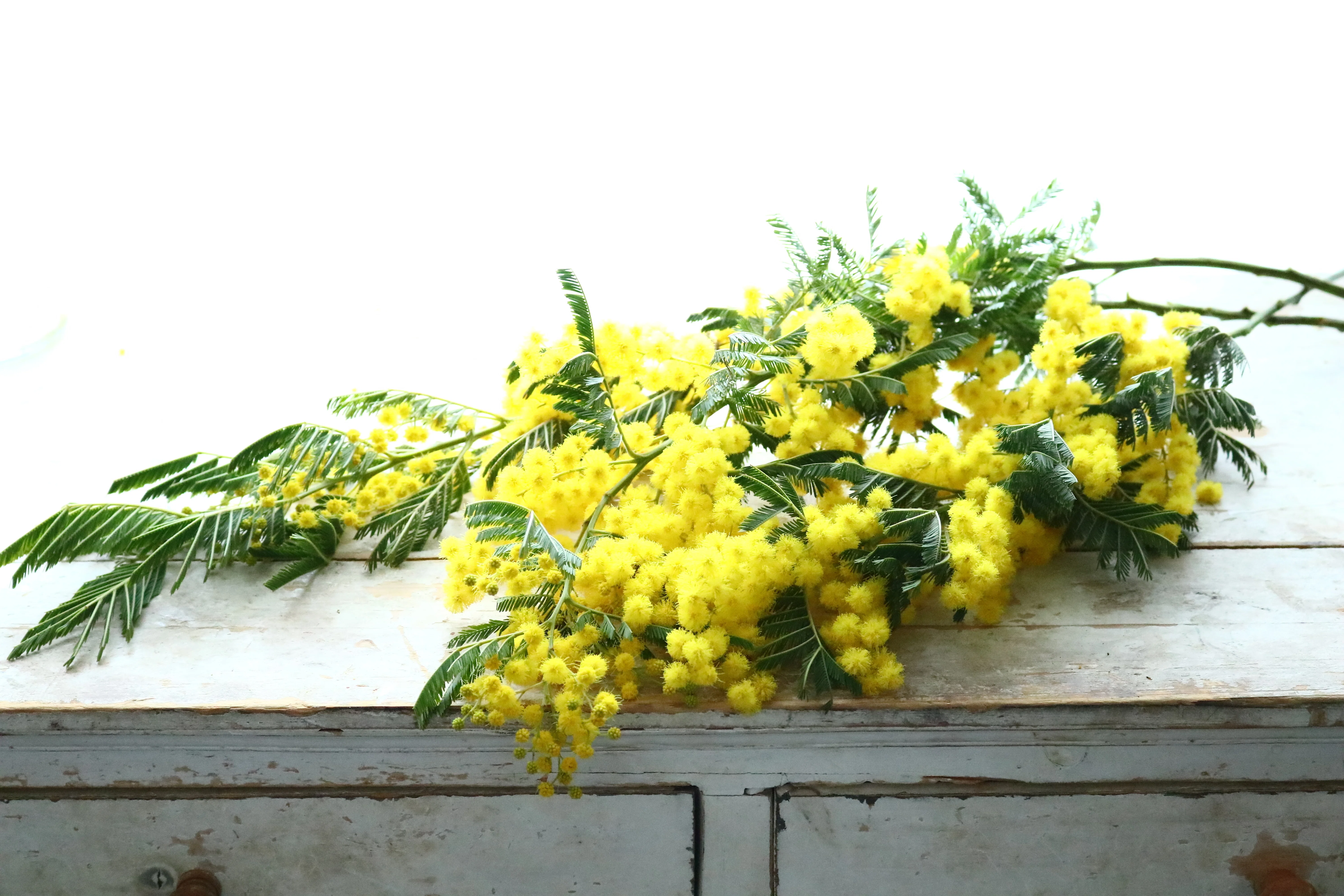 ミモザの水あげ絶対に失敗しない方法｜KALIANg Floral Labo