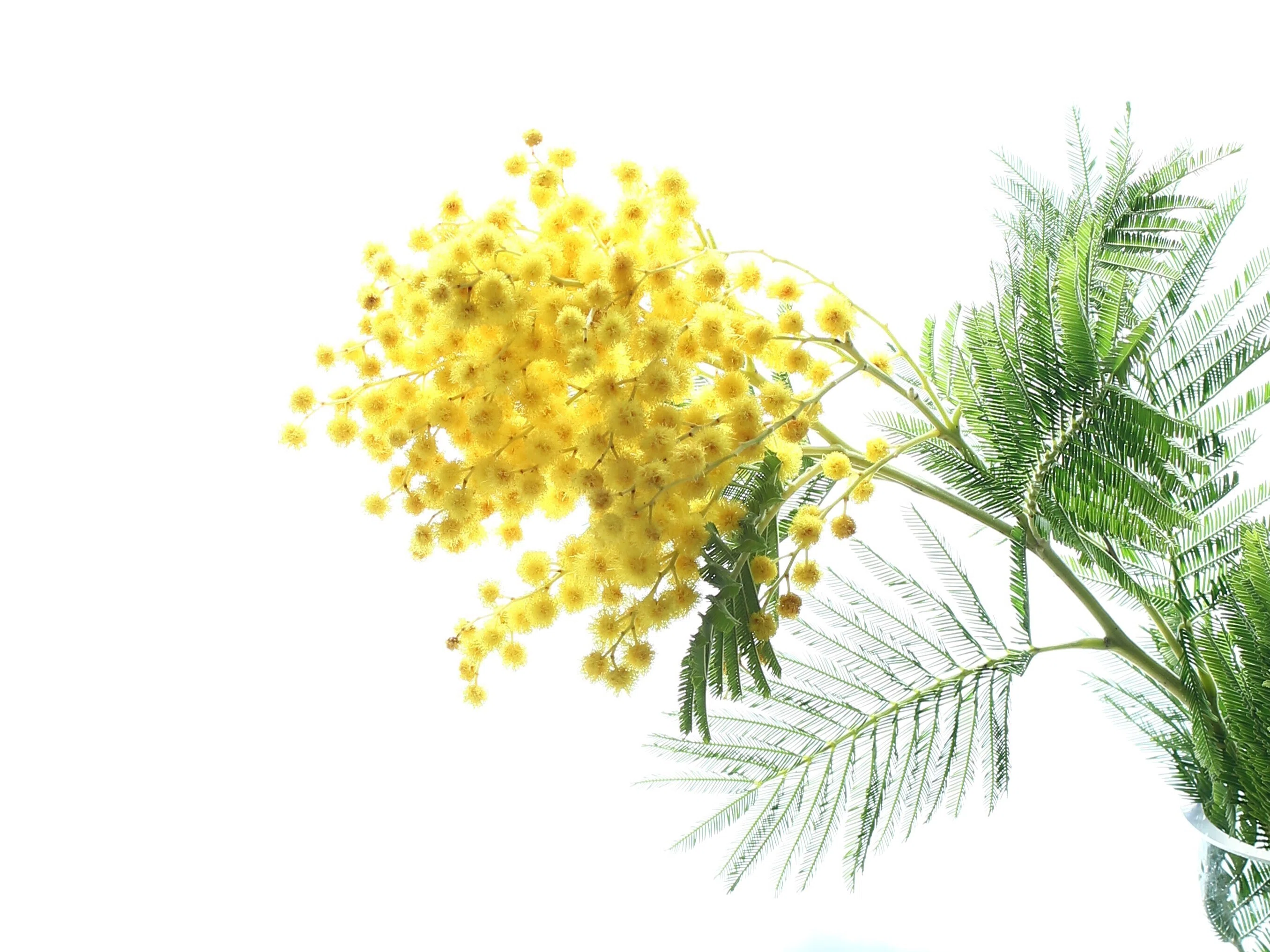 ミモザの水あげ絶対に失敗しない方法｜KALIANg Floral Labo