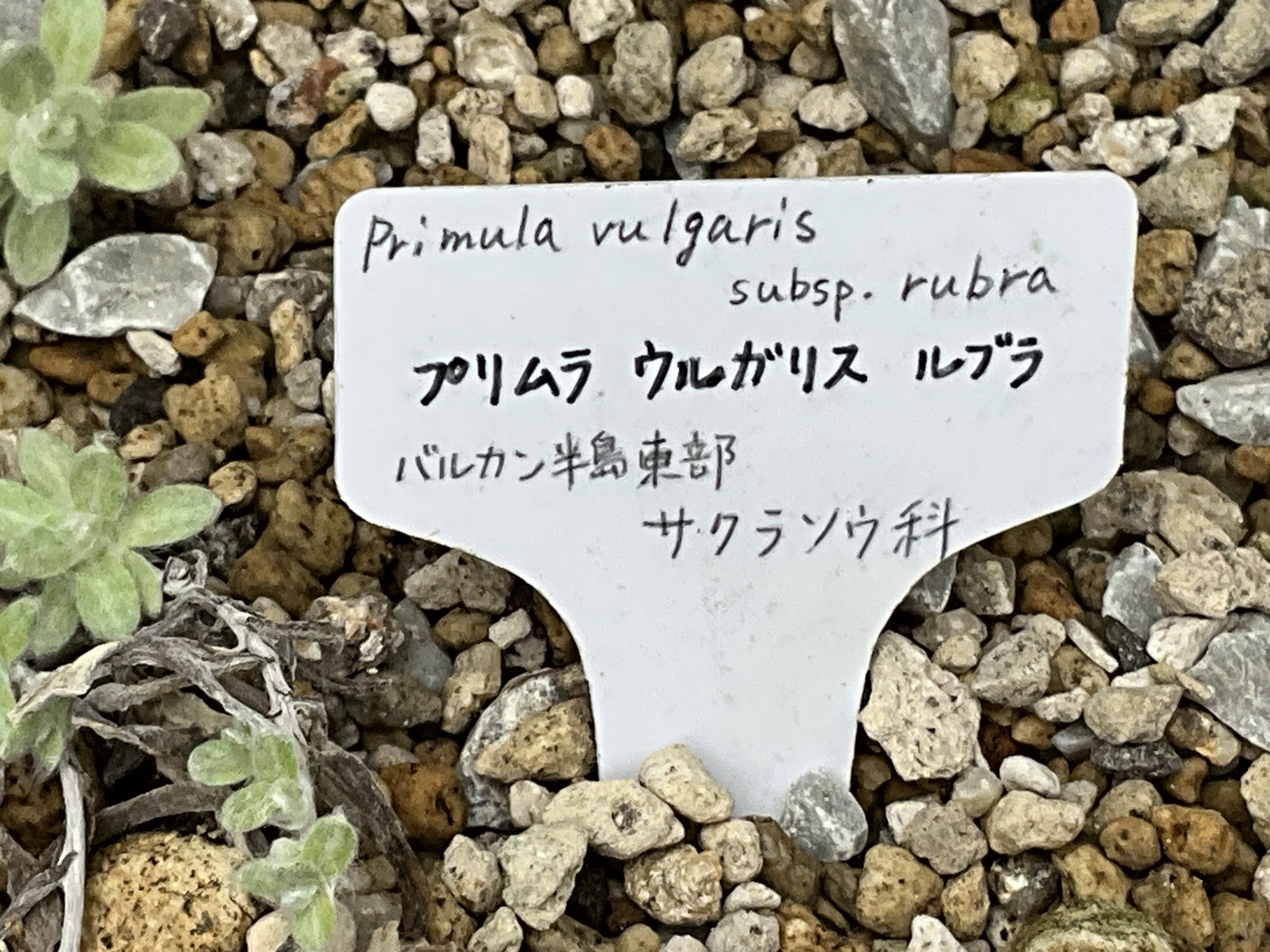 プリムラ・ウルガリス・ルブラ（京都府立植物園）：2026年3月11日（水