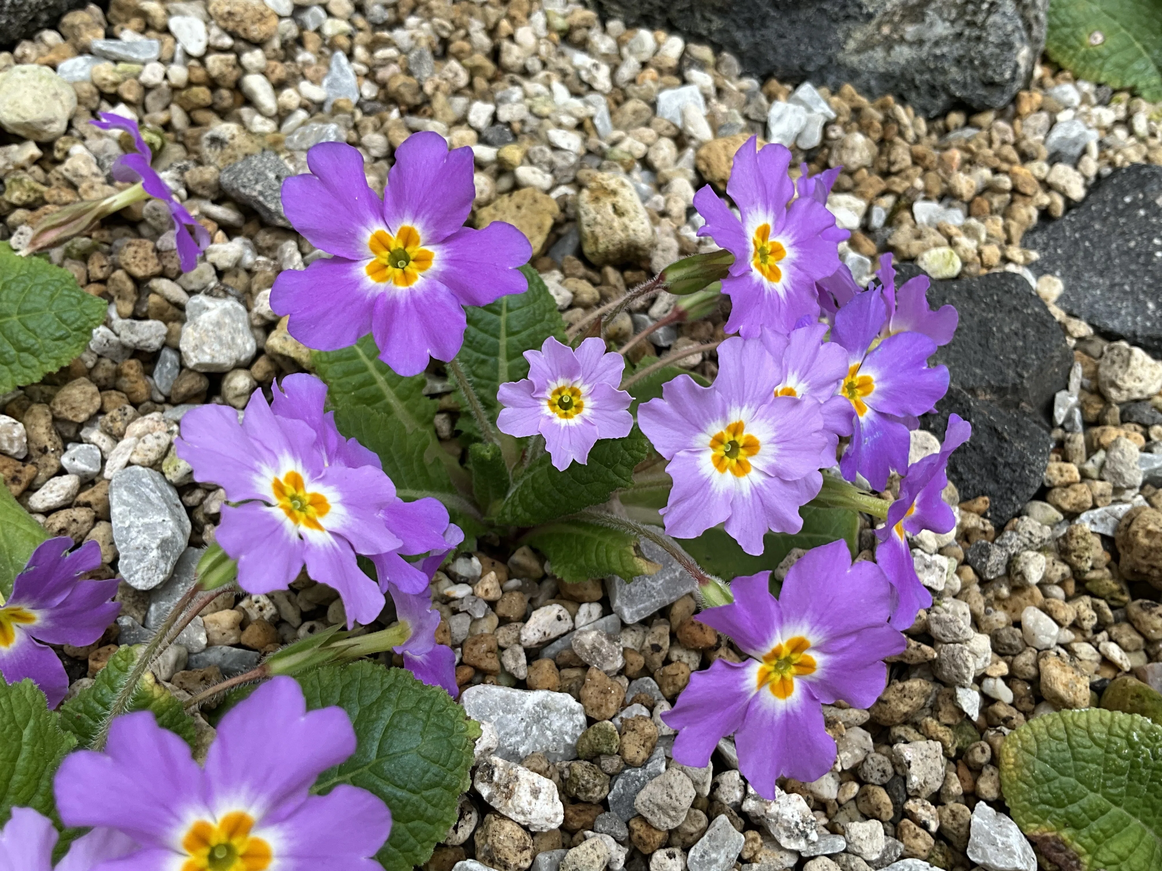 パプリカブロッサム プリムラ・ウルガリス・ルブラ（京都府立植物園）：2026年3月11日（水