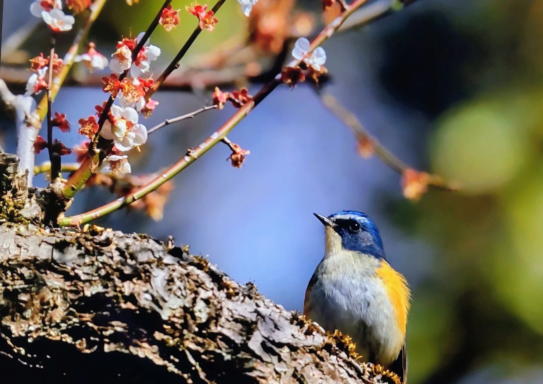ルリビタキ 公園と亜高山帯を往復する漂鳥｜奥日光 letter