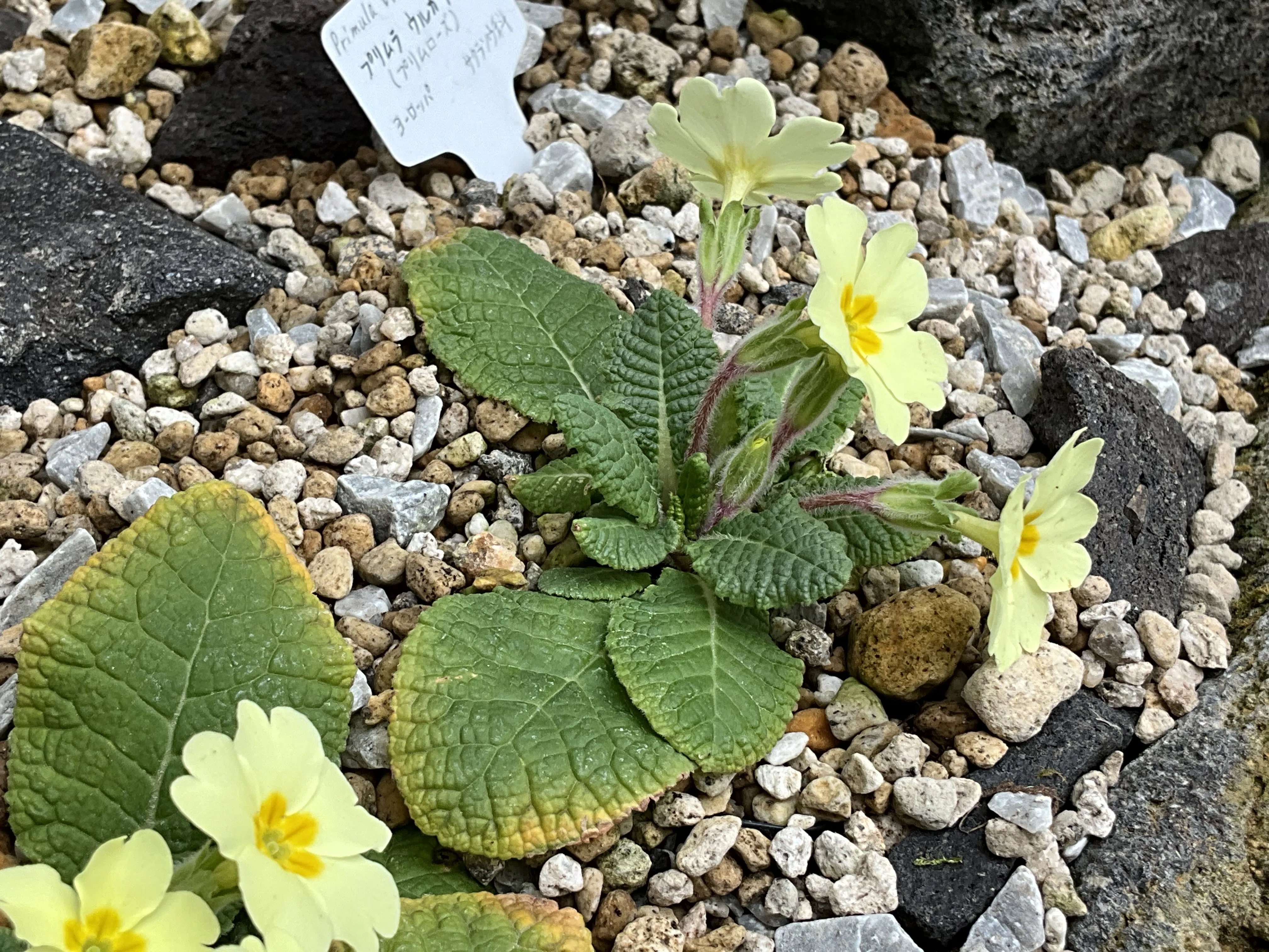プリムラ・ウルガリス（プリムローズ）（京都府立植物園）：2026年3月