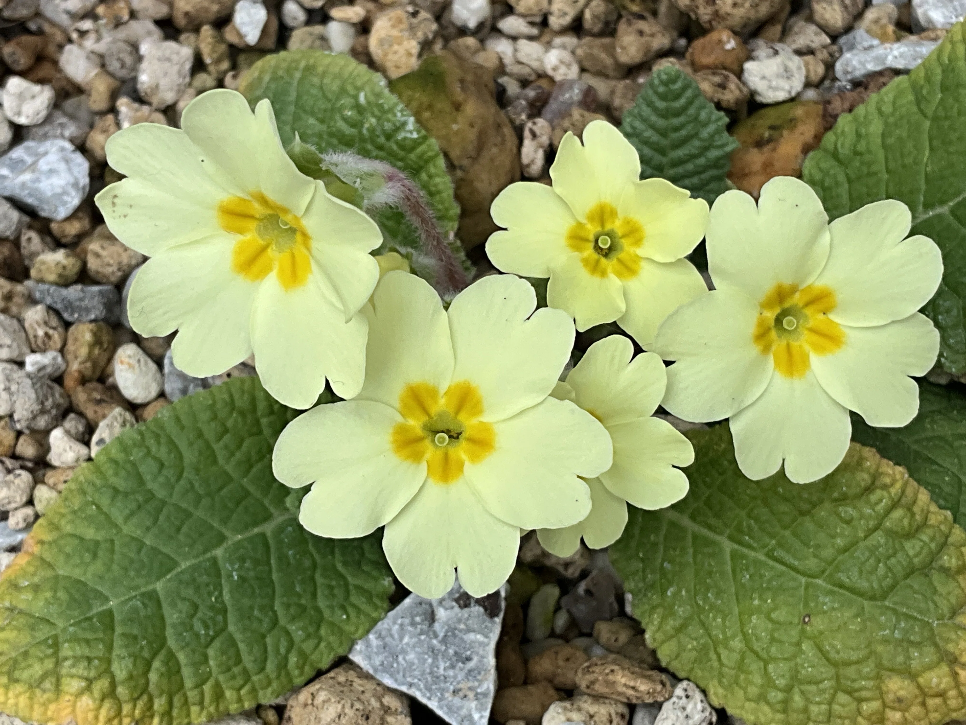 プリムラ・ウルガリス（プリムローズ）（京都府立植物園）：2026年3月