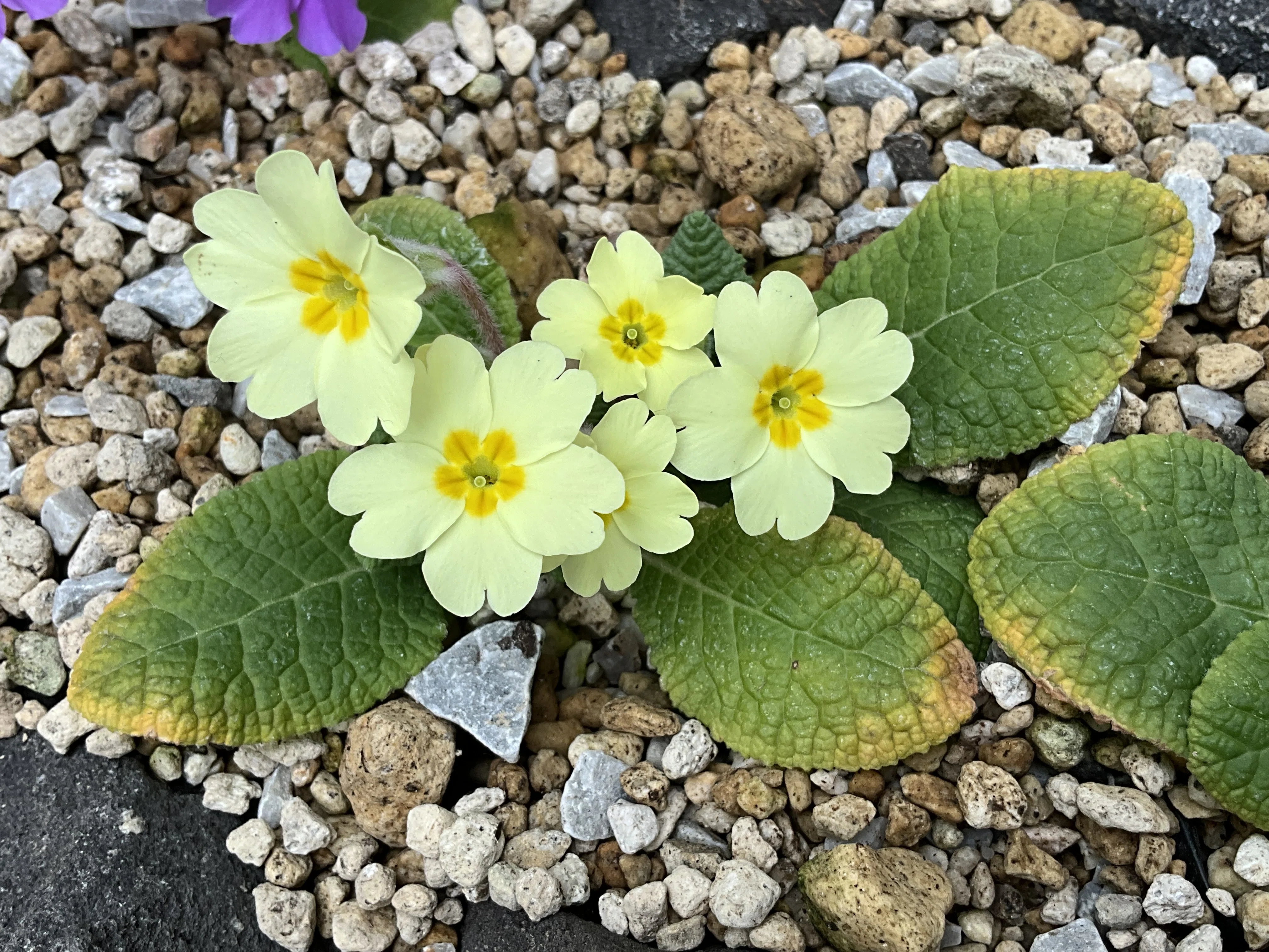 プリムラ・ウルガリス（プリムローズ）（京都府立植物園）：2026年3月