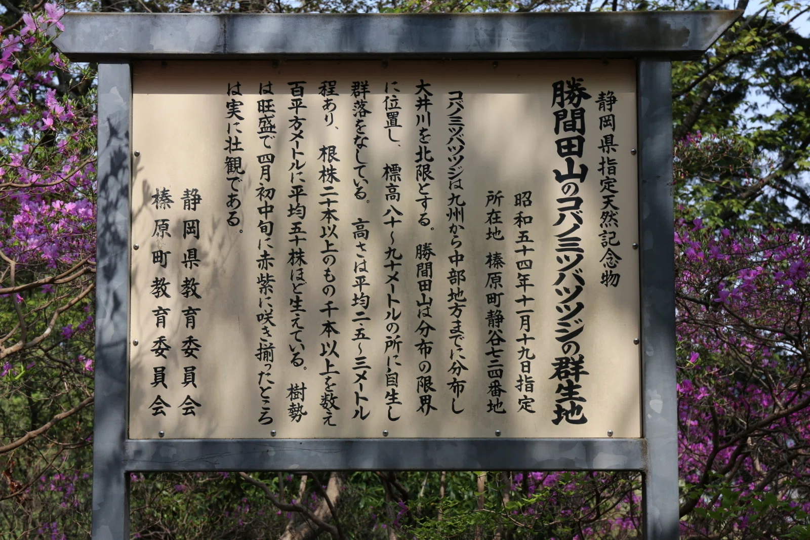 270．勝間田山のミヤマツツジの正体｜sasayan