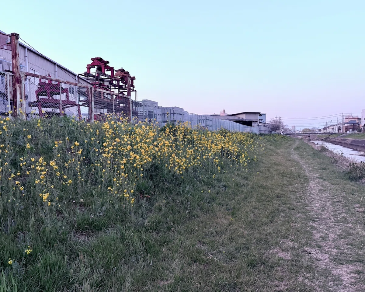 朝霞市・黒目川の土手道