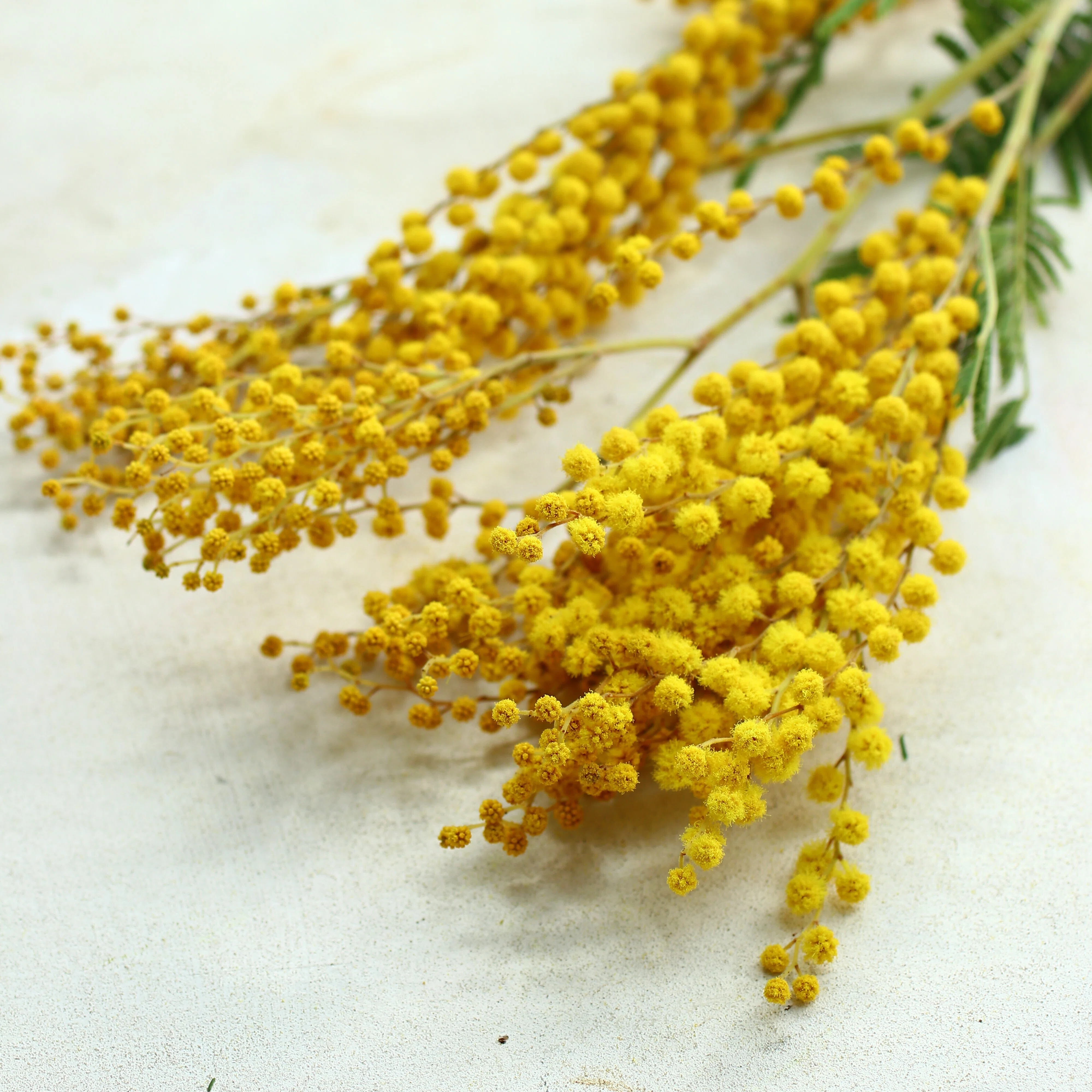 ミモザの水あげ絶対に失敗しない方法｜KALIANg Floral Labo