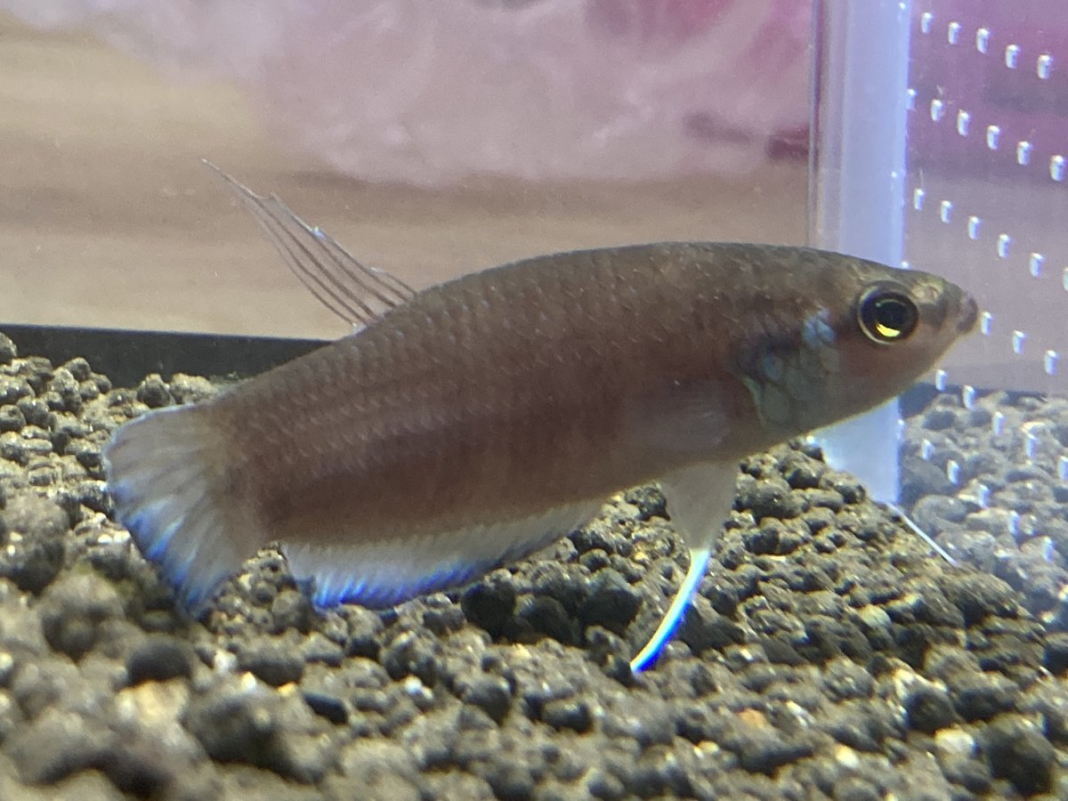 ワイルドベタ　アントゥタ　ペア（お値下げしました） ワイルドベタ アントゥタ WILD（ペア）｜ベタの仲間 - Betta