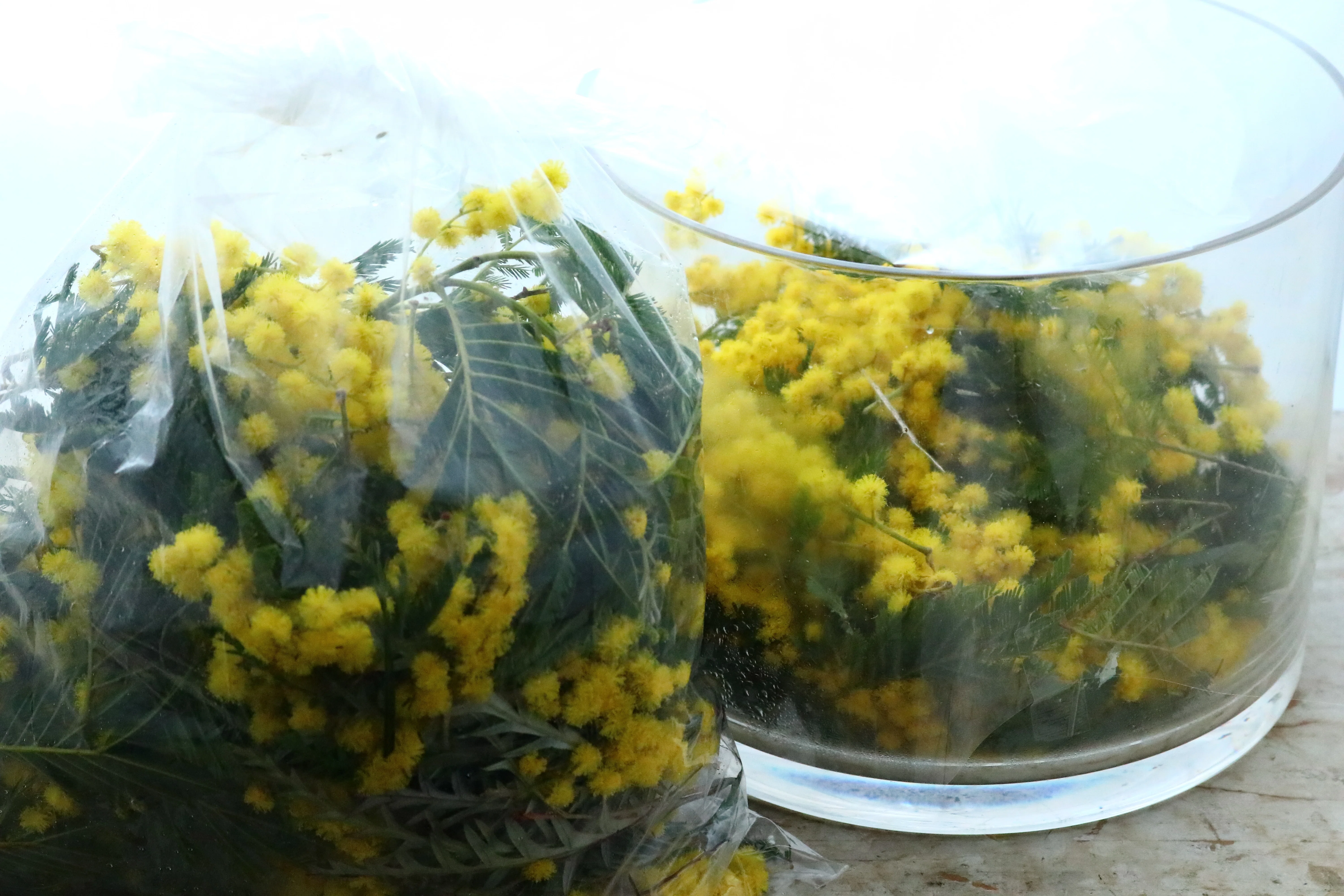 ミモザの水あげ絶対に失敗しない方法｜KALIANg Floral Labo