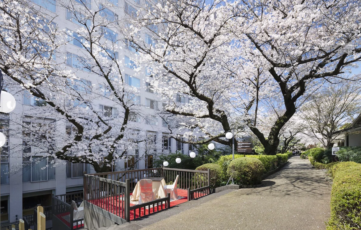 都心の日本庭園で春を満喫。「高輪 桜まつり2026」と映画『ウィキッド