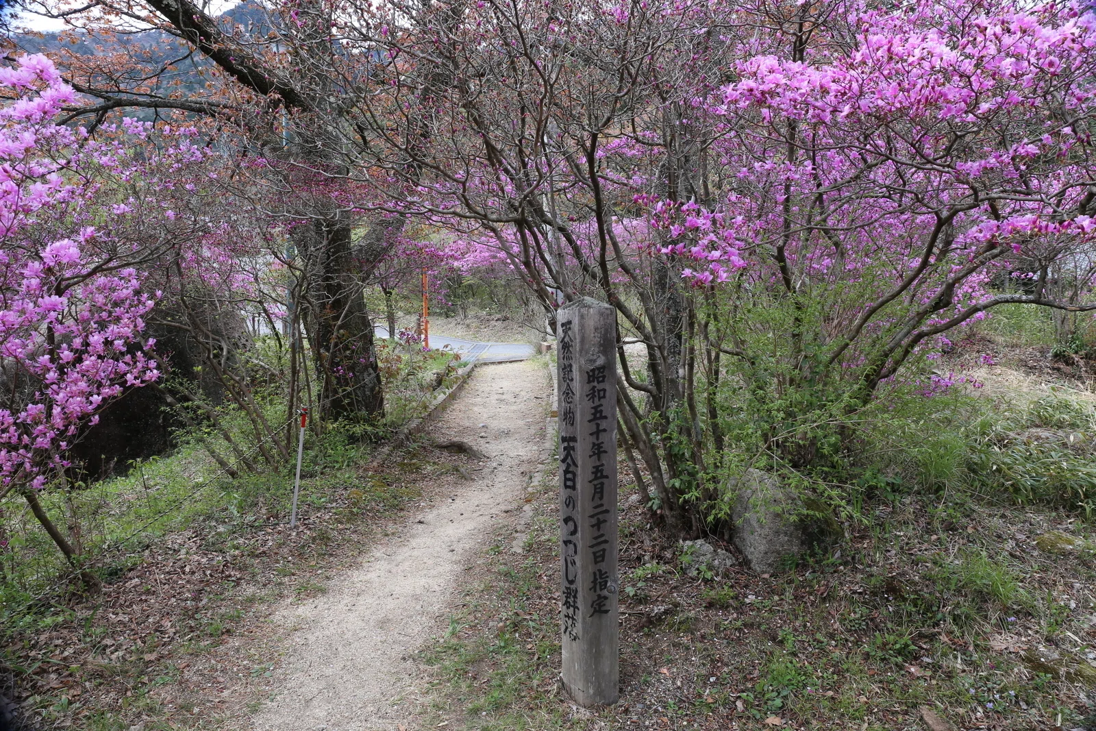 272．天白公園の6種のミツバツツジ｜sasayan