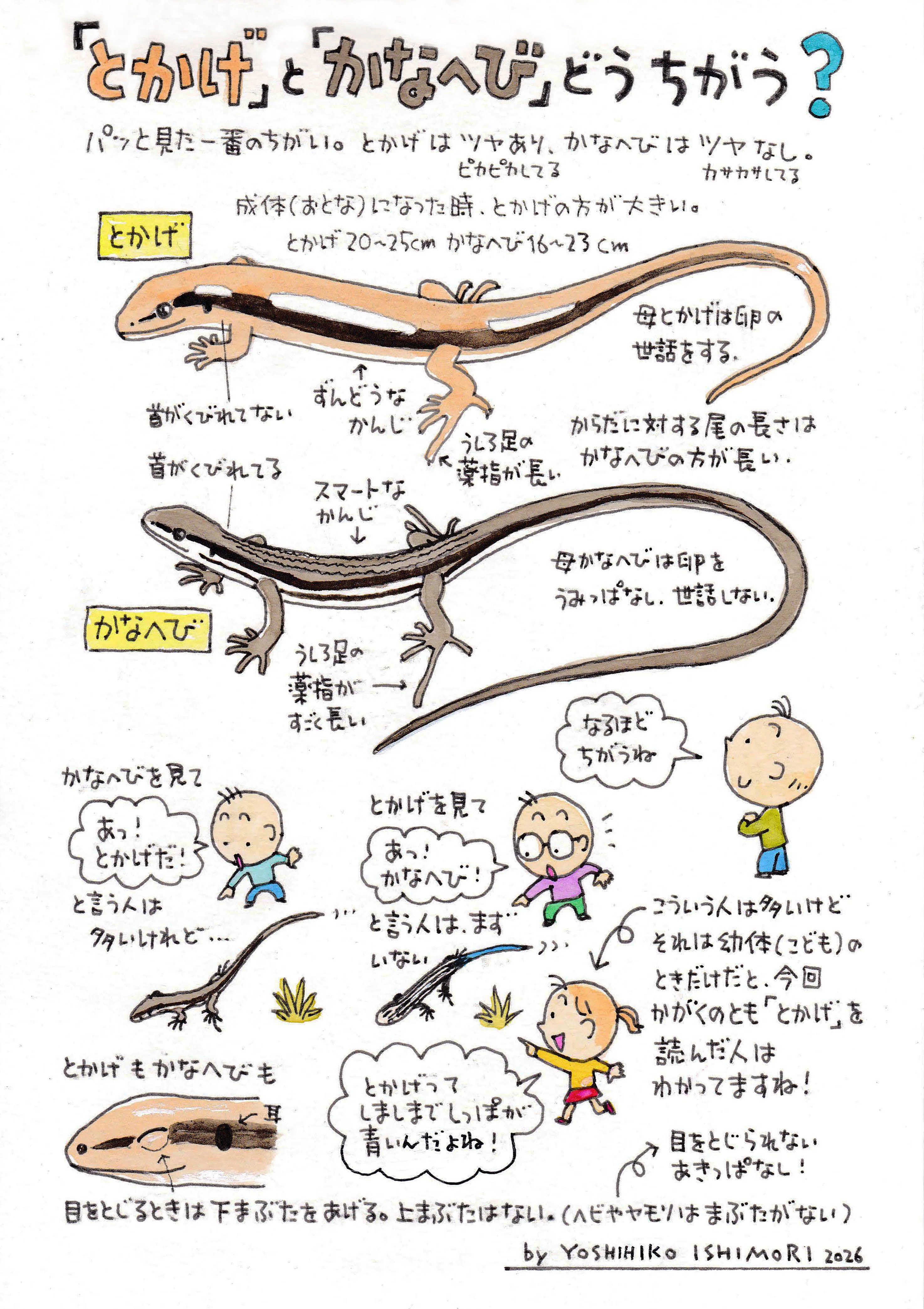 かがくのとものとも 2026年5月号｜かがくのとものとも