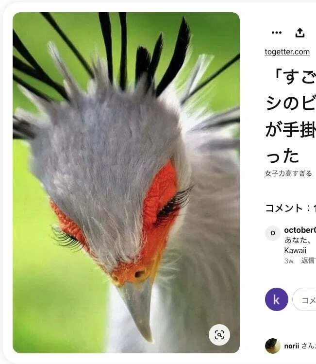 鳥の水彩画3点｜Ijin（維人）